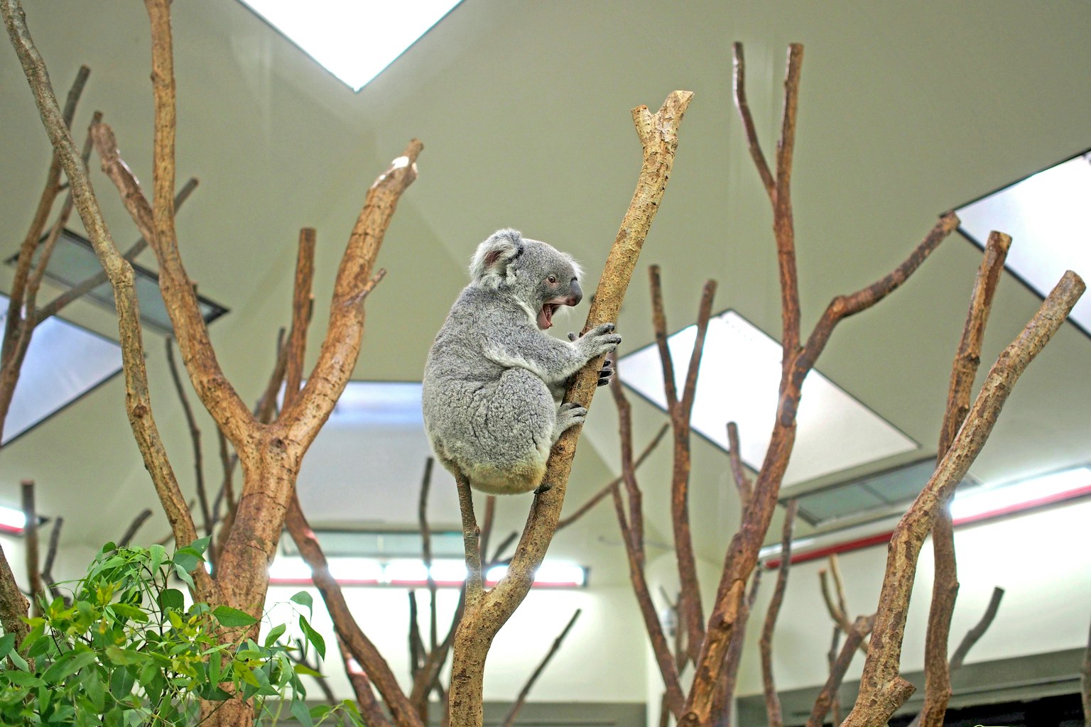 Koala yang bertengger di cabang di kebun binatang