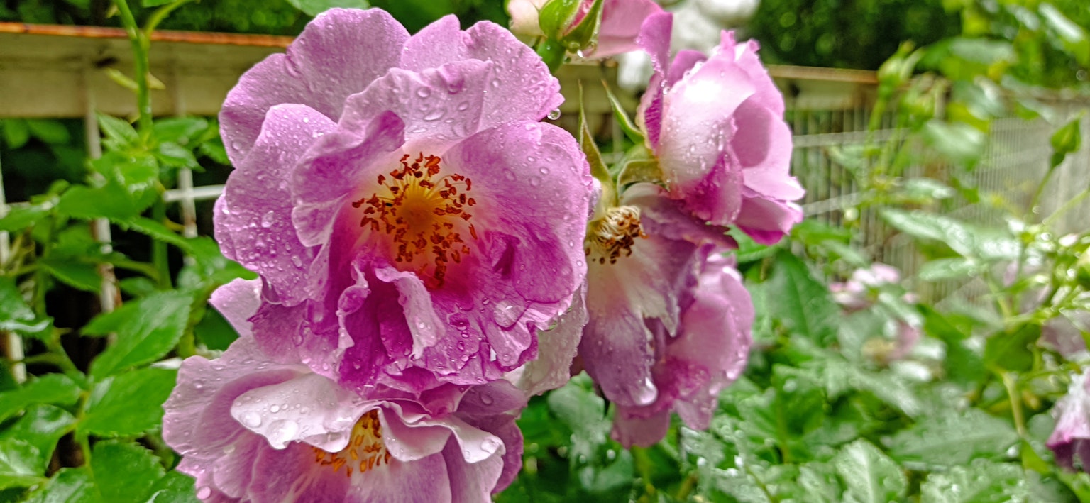 Hermosas rosas rosas con centros amarillos cubiertas de gotas de agua