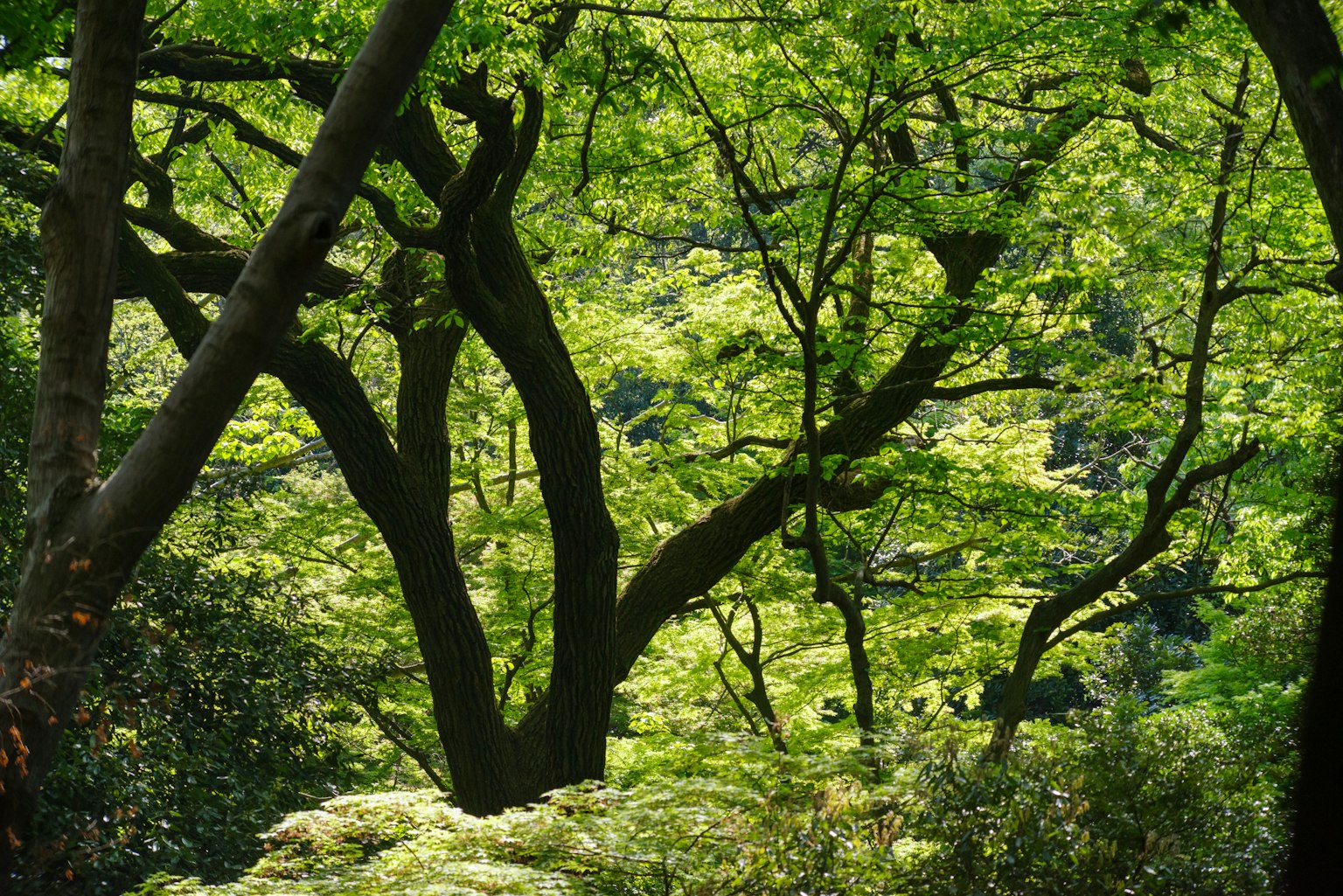 Hermosa vista de ramas entre árboles verdes exuberantes