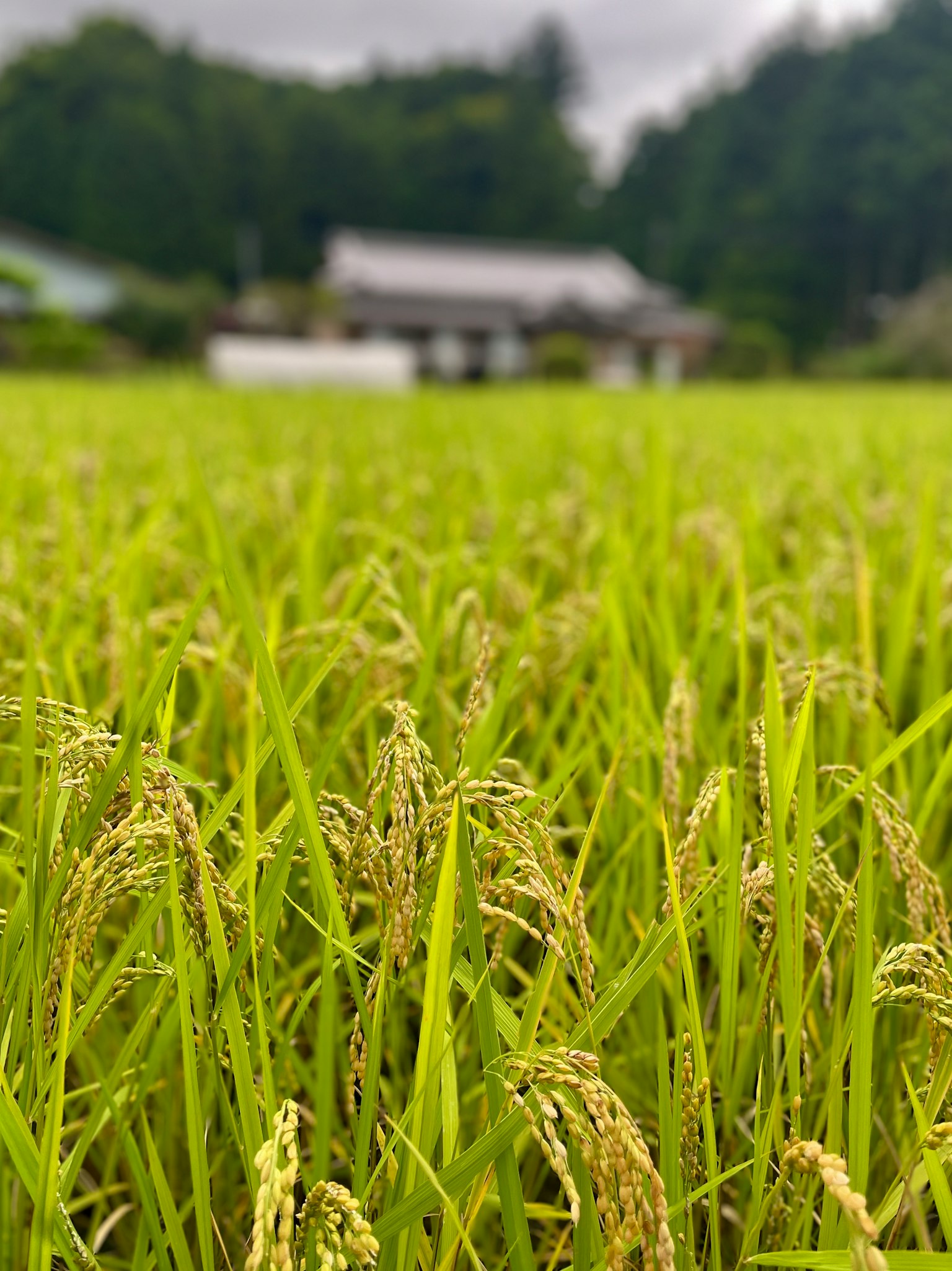 郁郁葱葱的稻田特写，背景中有一座房子