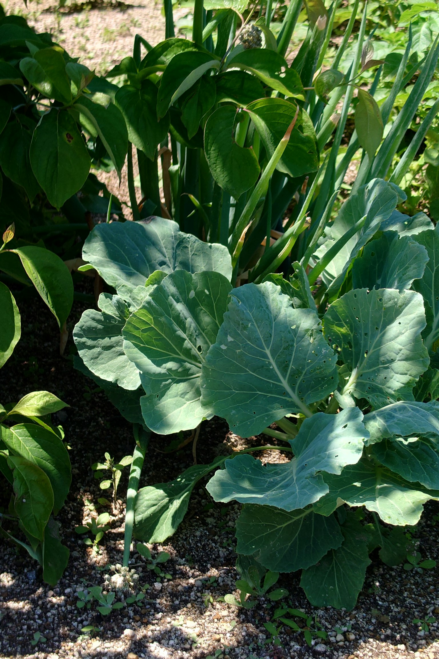 Une scène de jardin avec une plante de chou aux grandes feuilles vertes entourée d'autres plantes