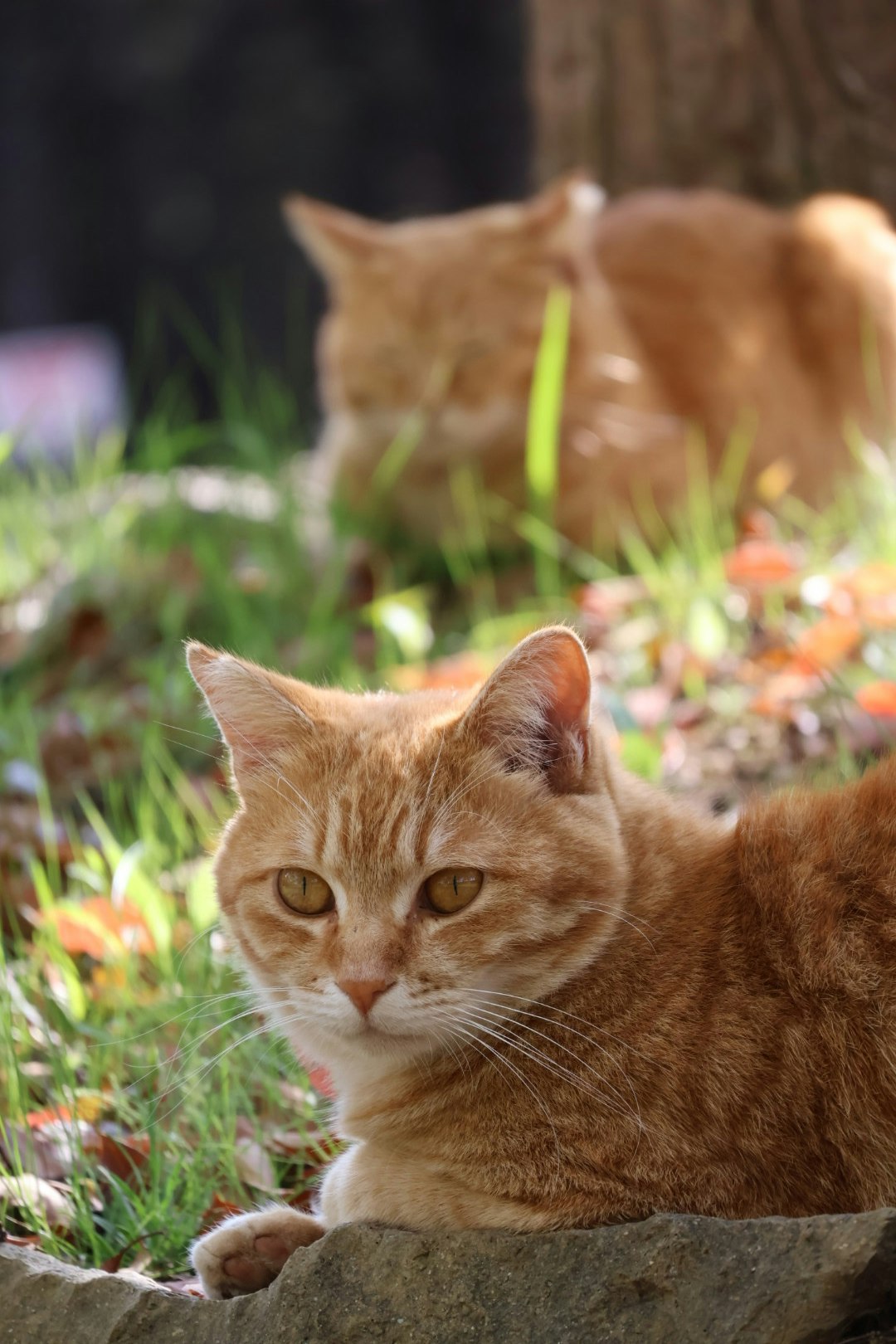brown cat relaxing on grass