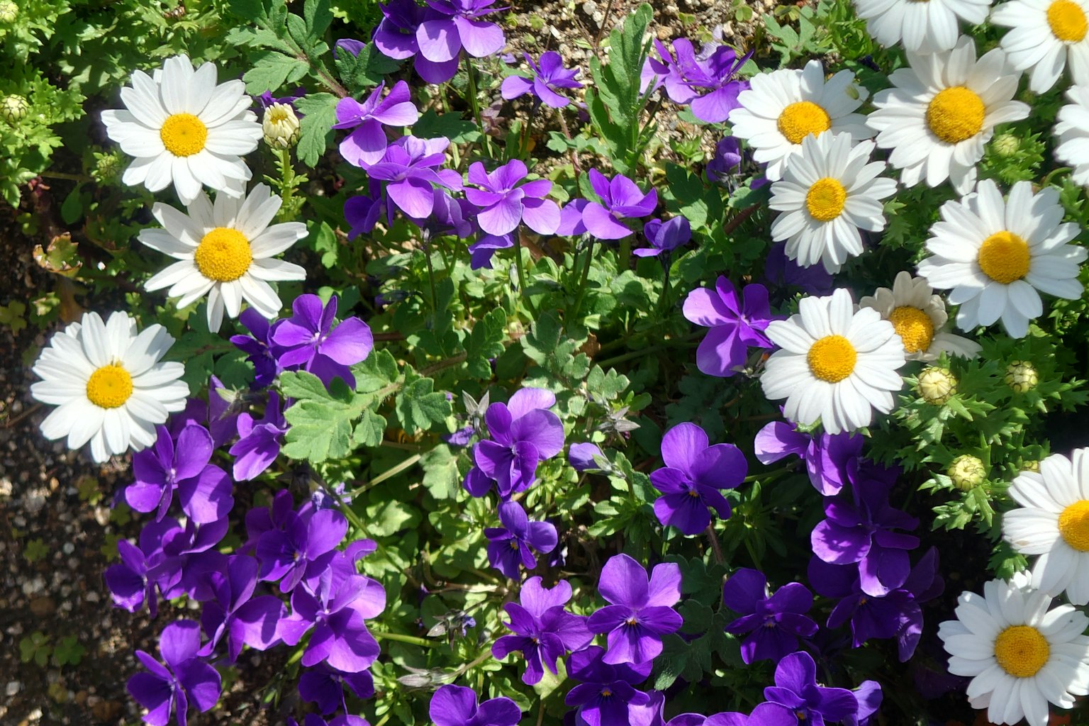 Una escena de jardín con margaritas blancas y flores moradas
