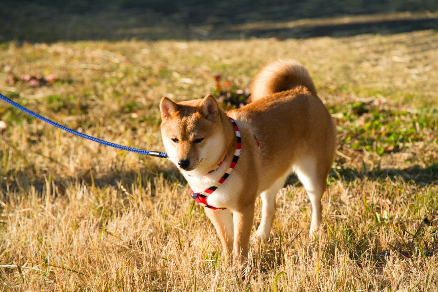 草地上站着的柴犬，带着牵引绳