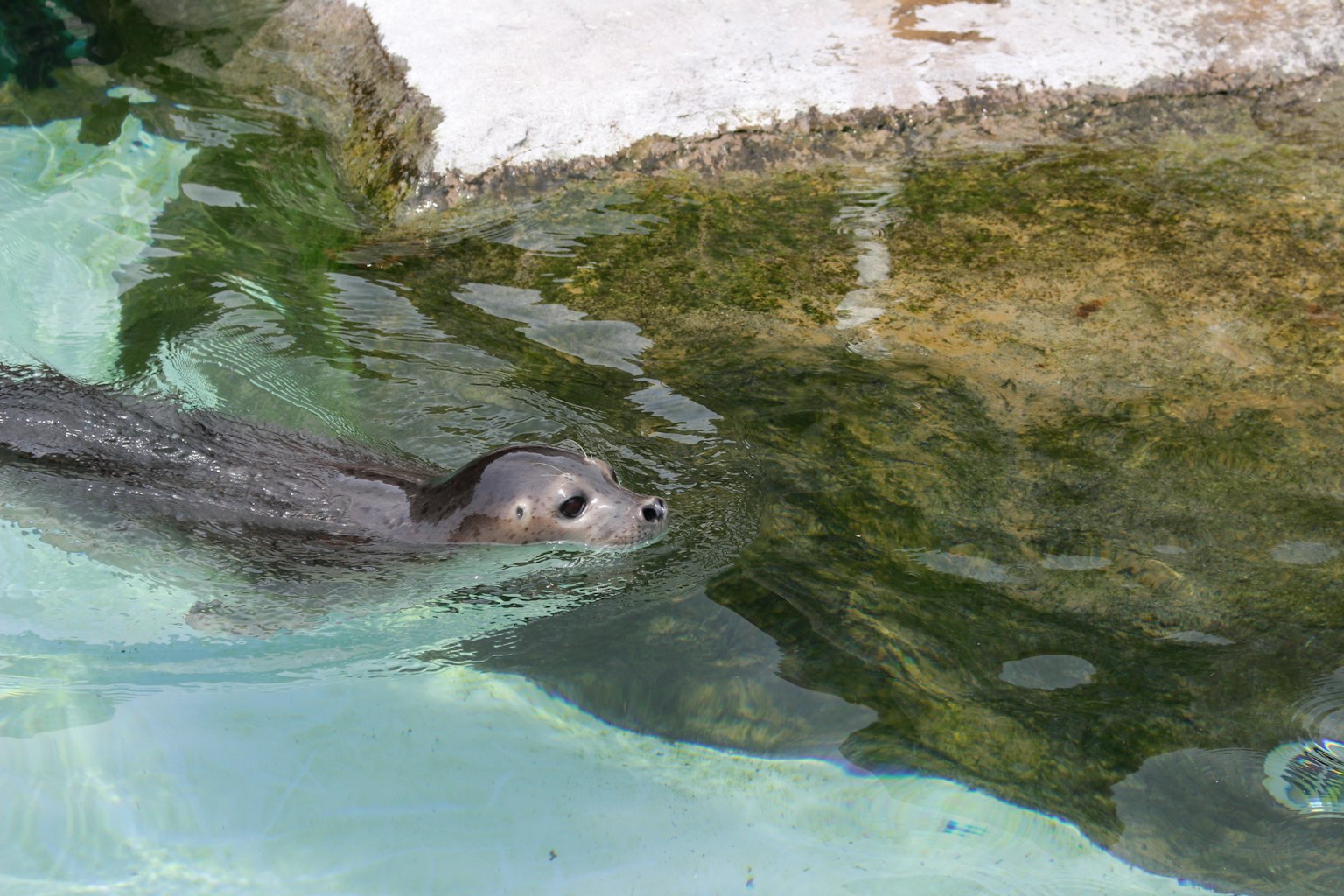 Ein schlankes Tier schwimmt im klaren Wasser mit felsigen Rändern