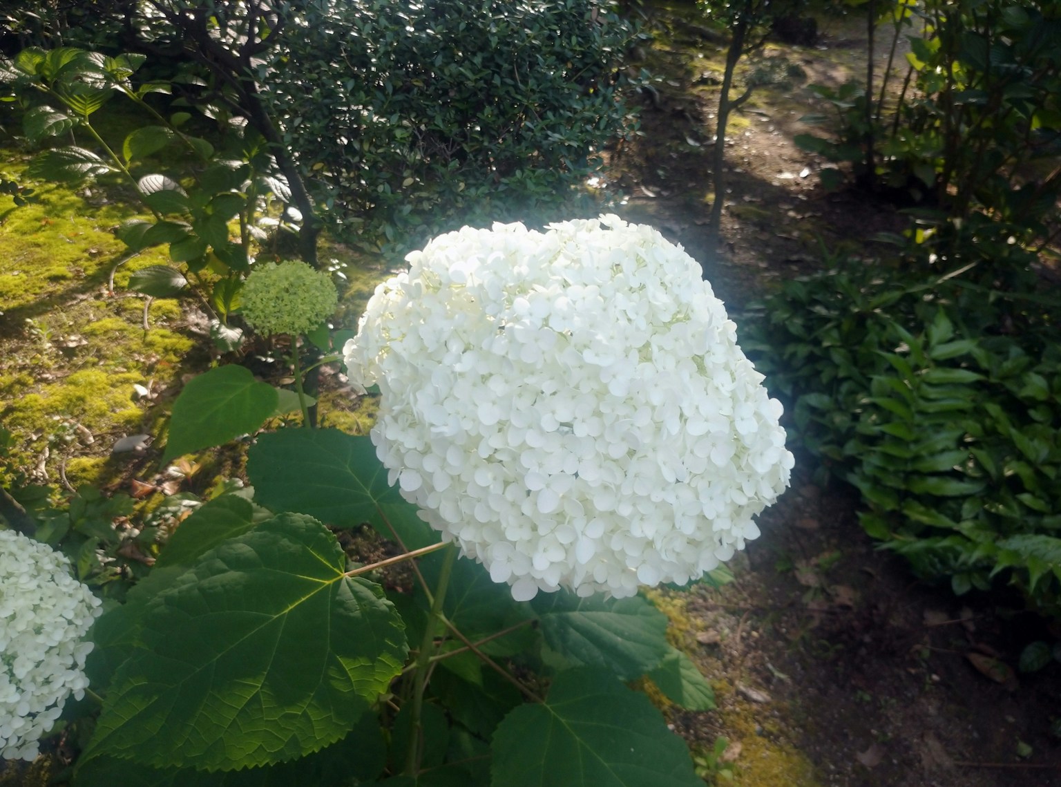 Eine weiße Hortensienblüte umgeben von grünen Blättern in einem Garten