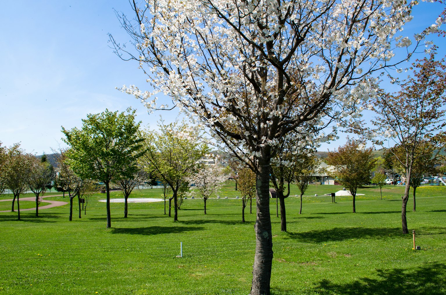 Albero di ciliegio in fiore sotto un cielo blu con erba verde