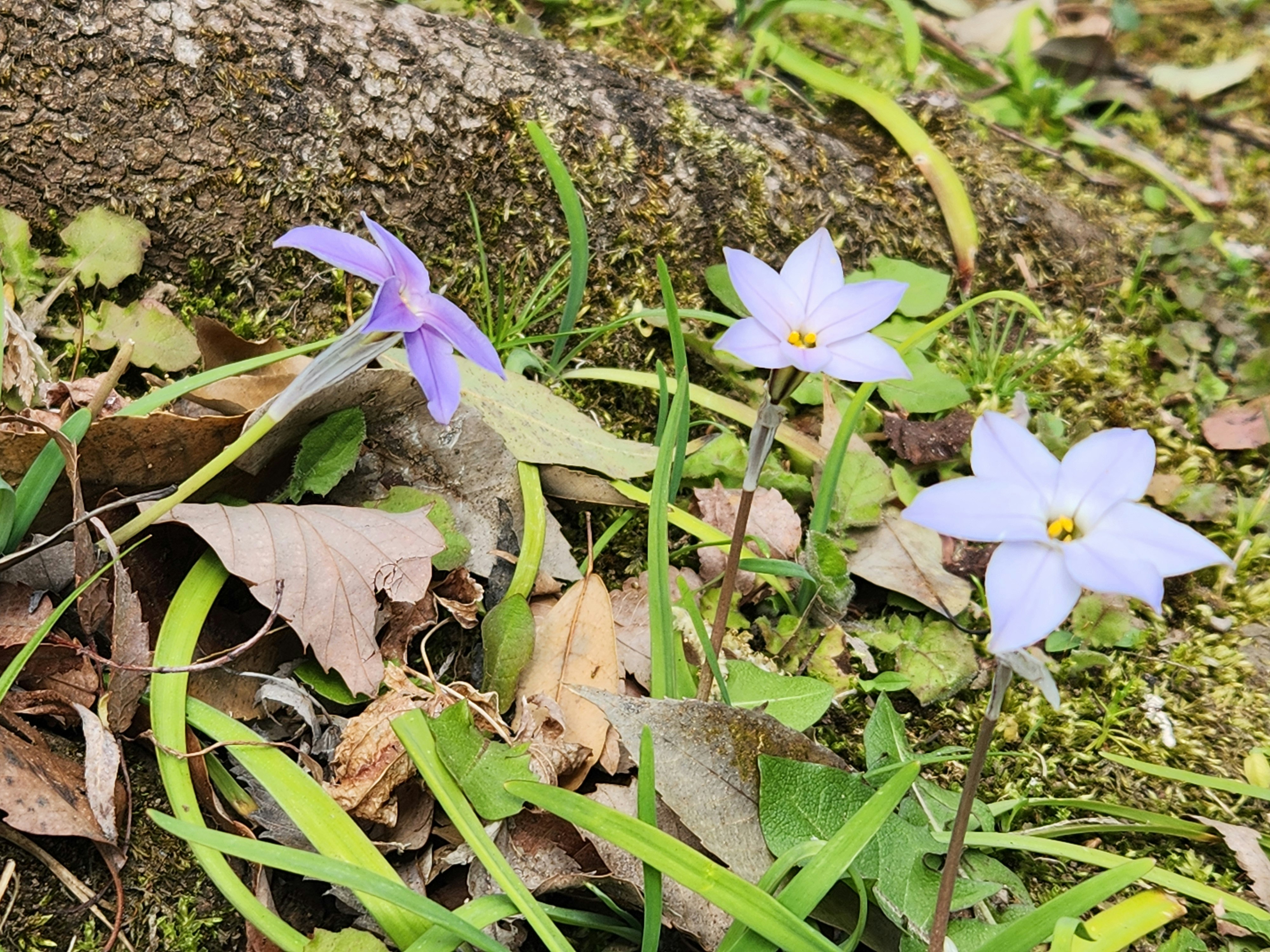 里山の地面に咲くハナニラと花韮の春の花