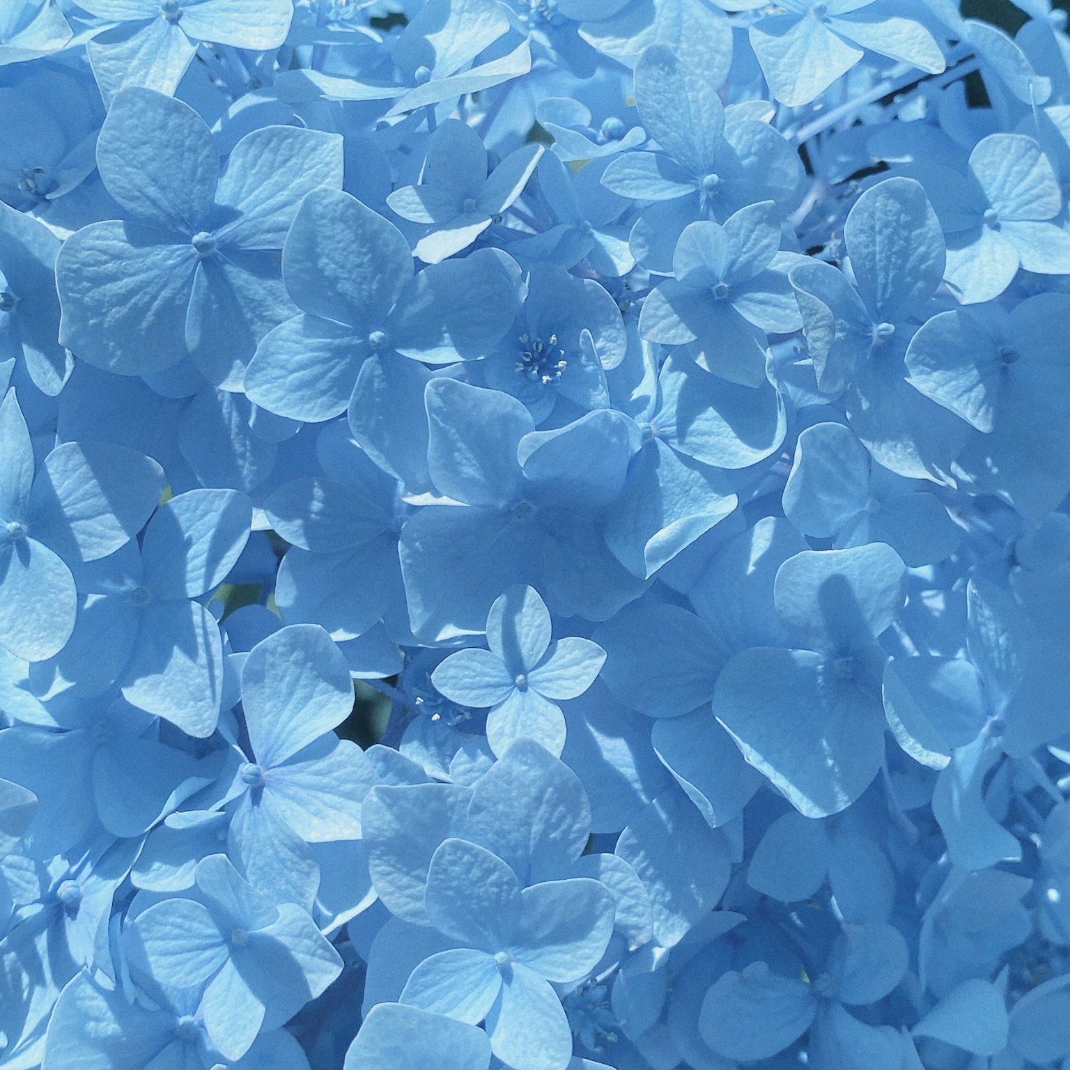 Racimo de delicados pétalos de hortensia azul