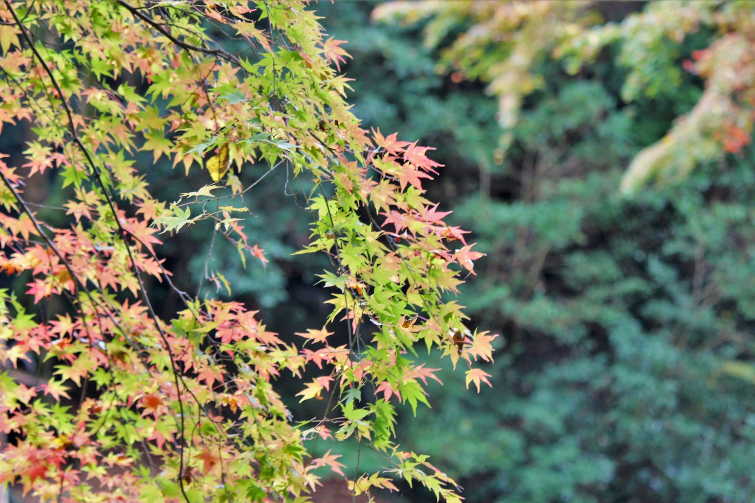 Colorful maple leaves with a blurred green background