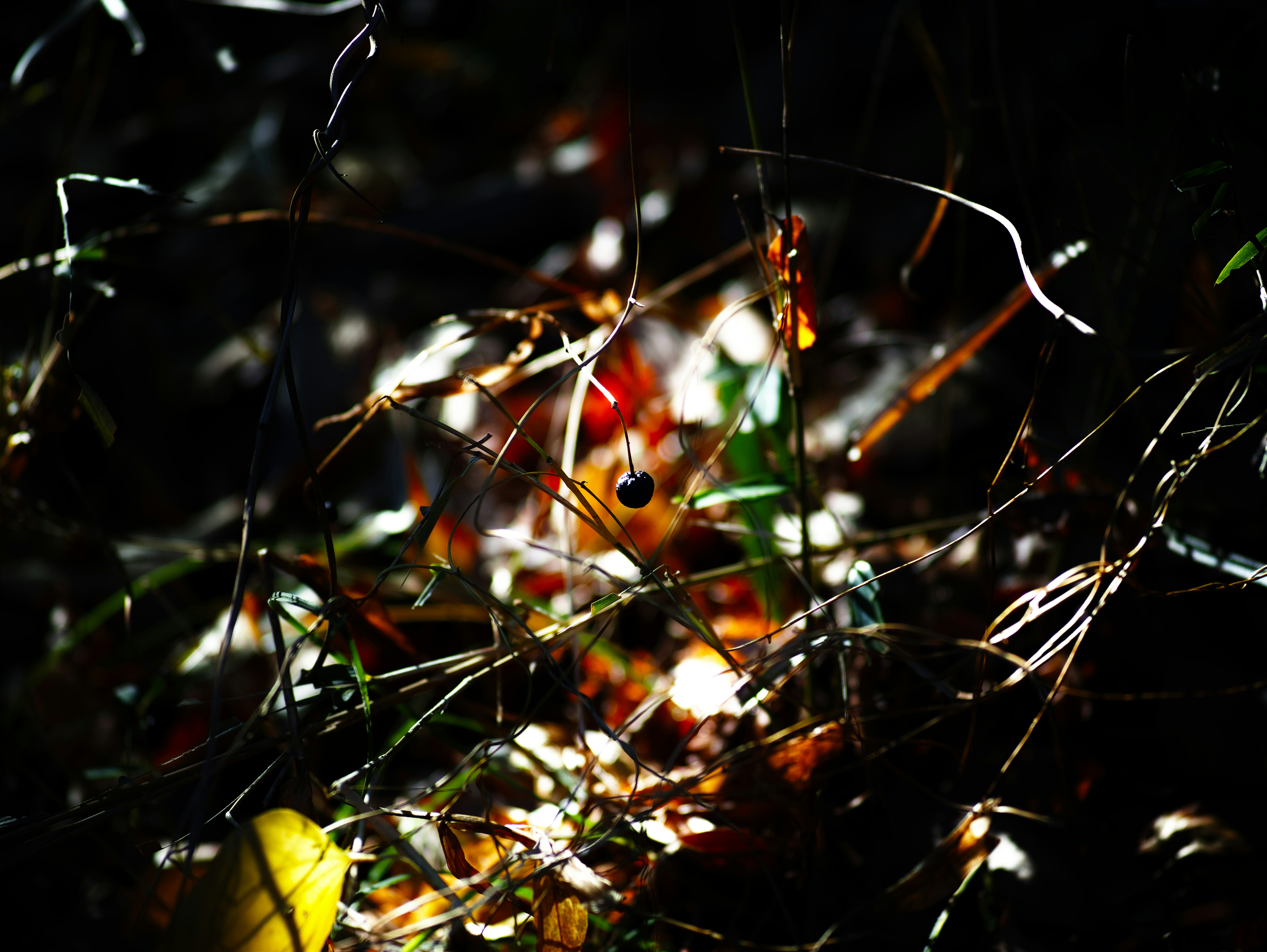 abstract nature moment with glowing threads and leaves on a dark background