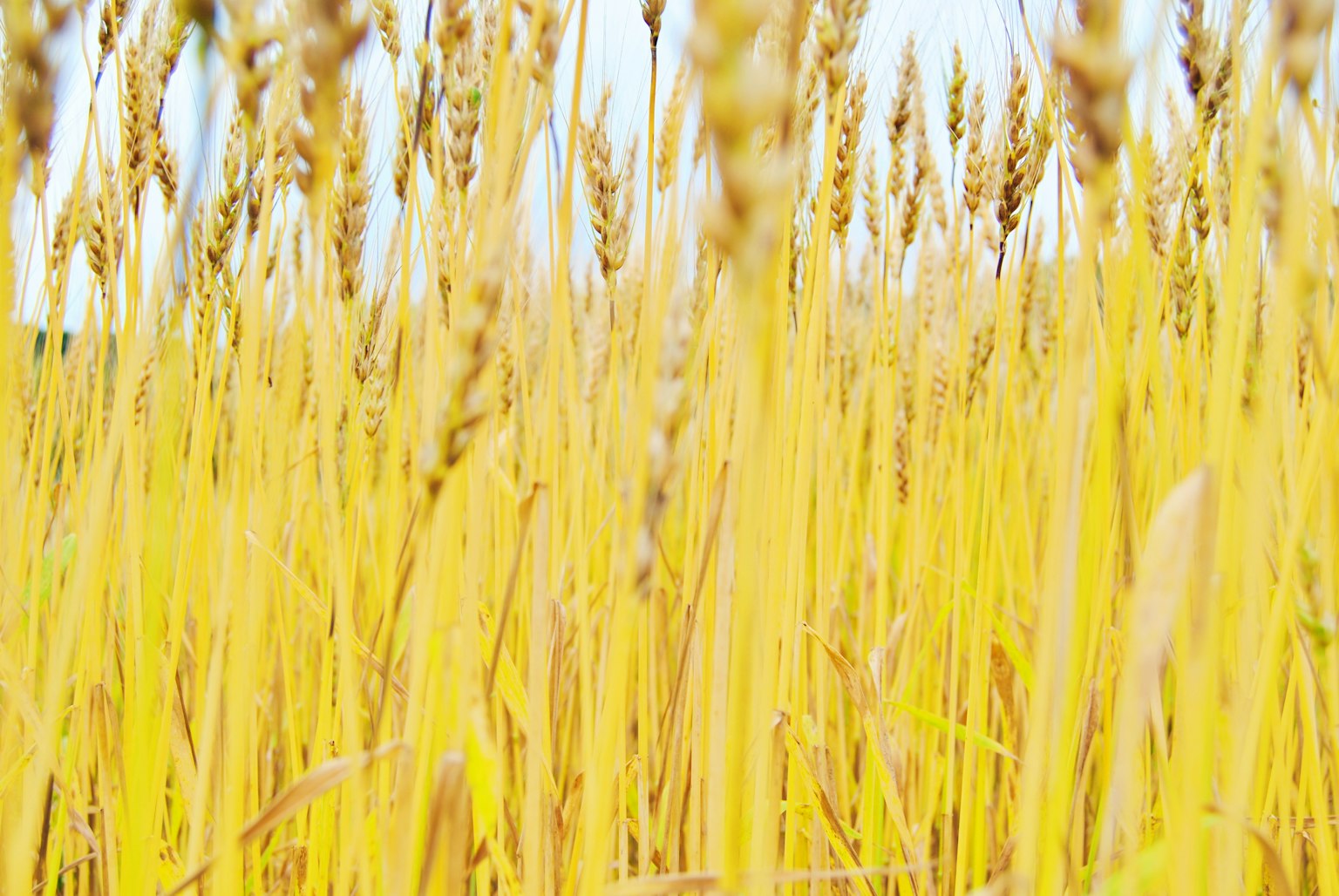 Goldenes Weizenfeld mit hohen Halmen und blauem Himmel
