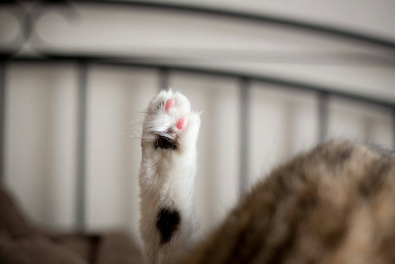 Primo piano di una zampa di gatto che mostra pelo bianco e cuscinetti rosa