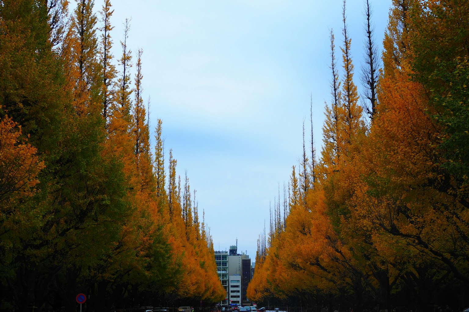Bellissima viale di ginkgo d'autunno con cielo blu