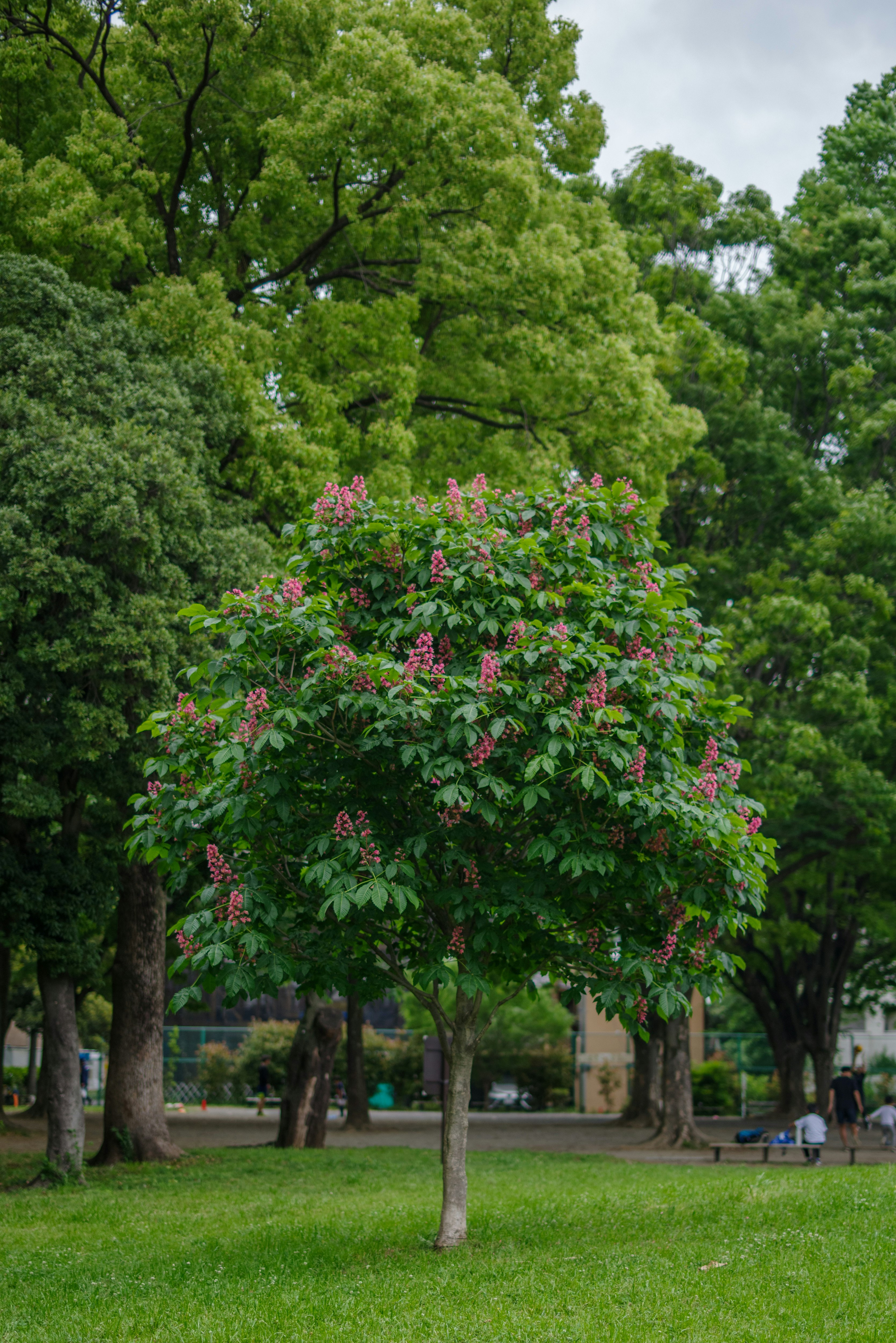 紅花七葉樹開花的幼樹與綠色林蔭道