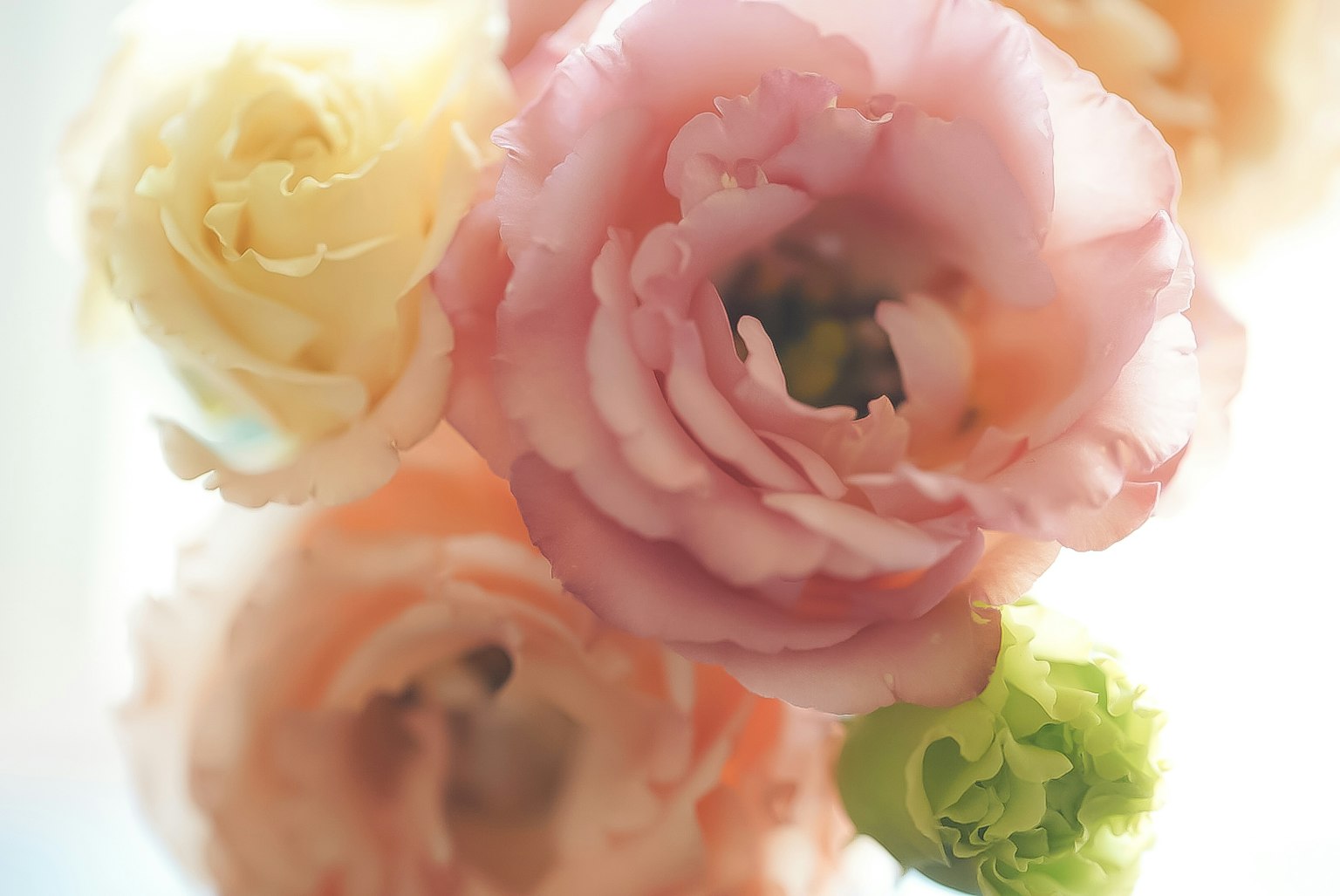 Beautiful image of soft-colored flowers closely arranged