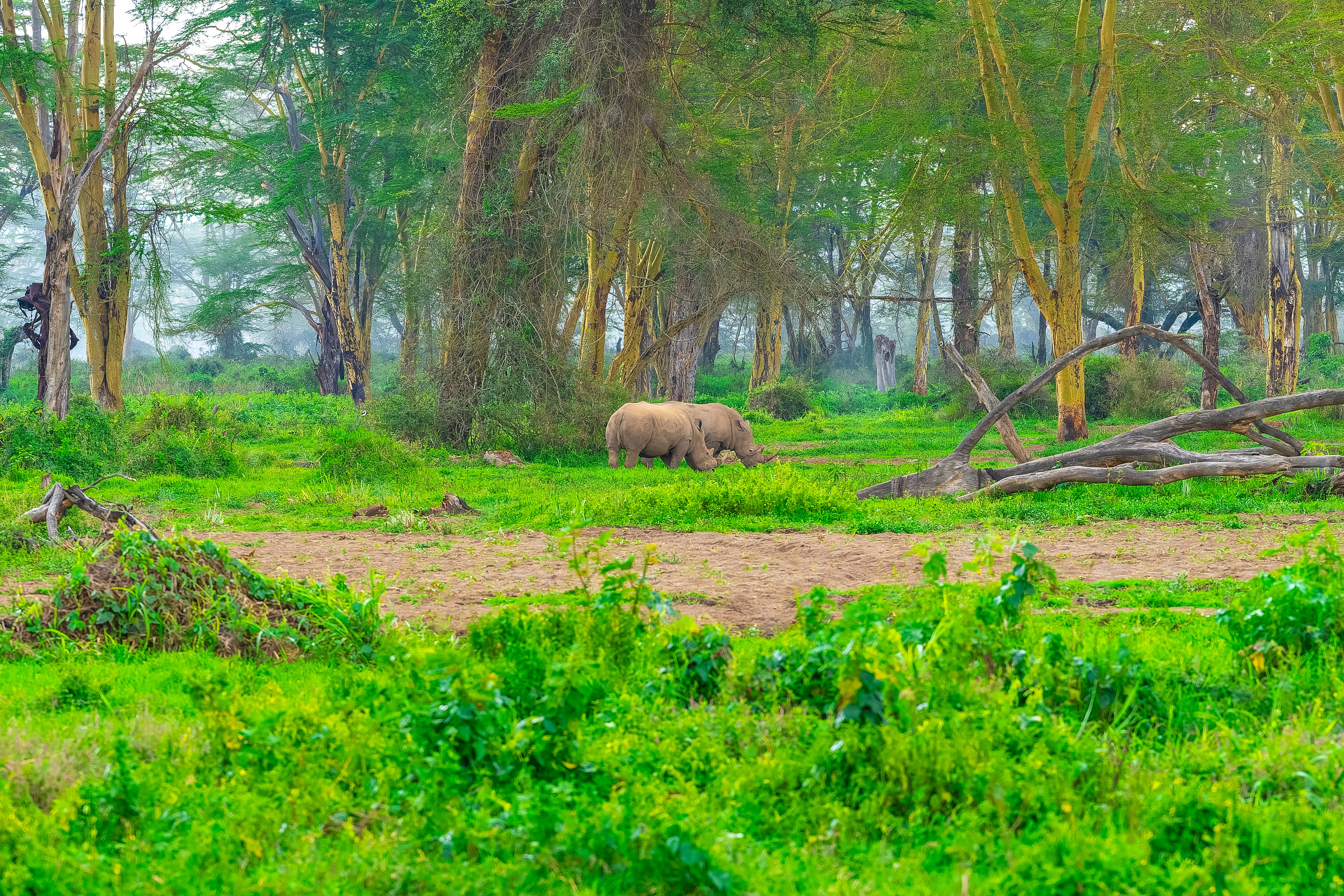 ein Nashorn, das über eine Graslandschaft im kenianischen Nakai-Nationalpark läuft