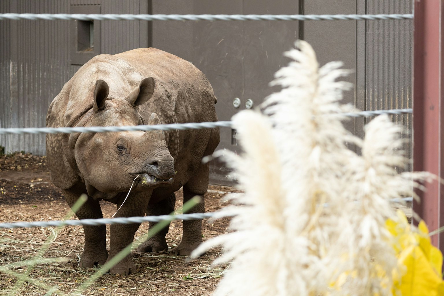 サイが草を食べている動物園の風景