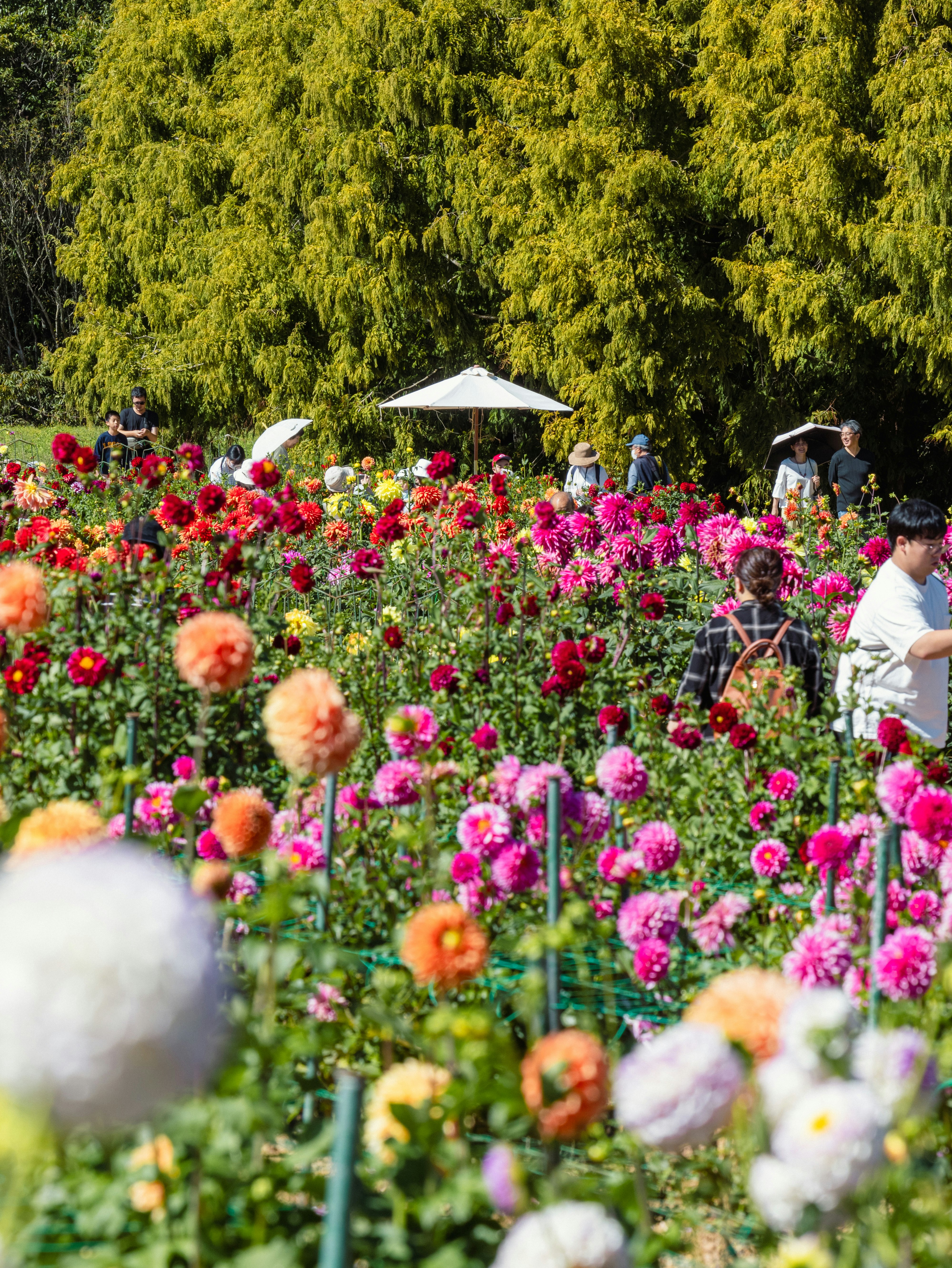 色とりどりの花畑と散策する人々のある花園の風景
