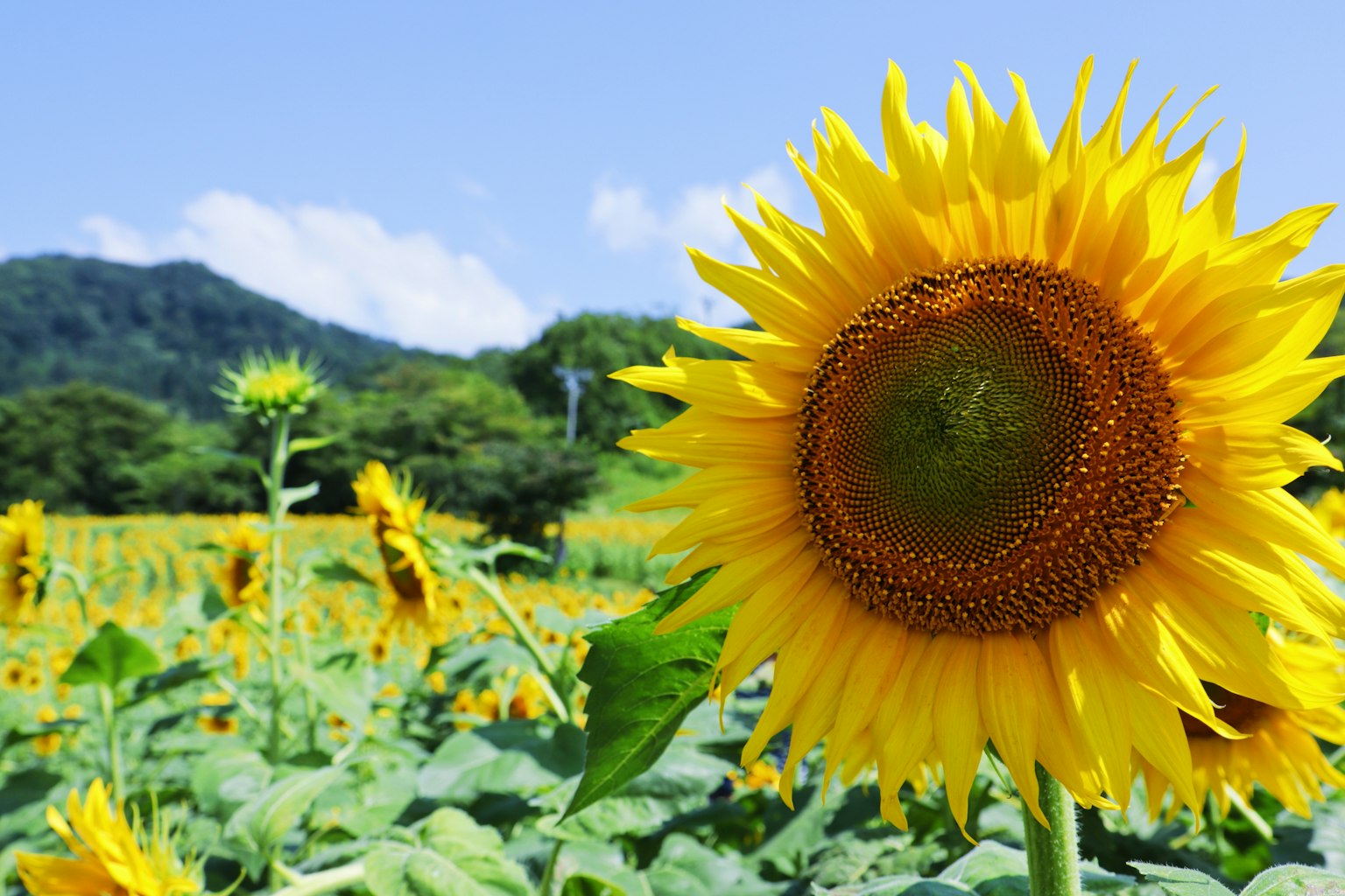 Eine Sonnenblume blüht unter einem blauen Himmel mit einem Berg im Hintergrund
