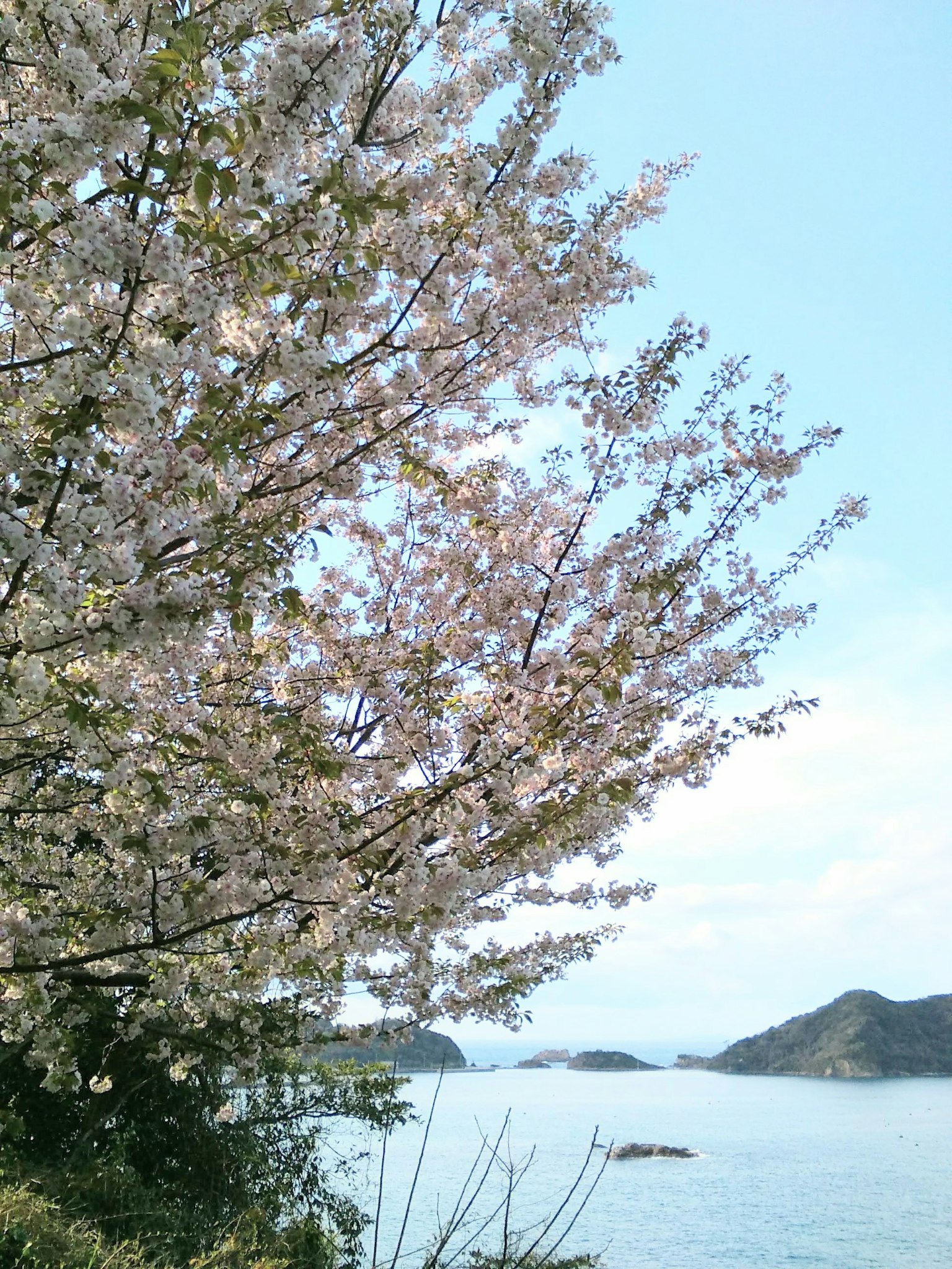 Albero di ciliegio vicino al mare con isole lontane
