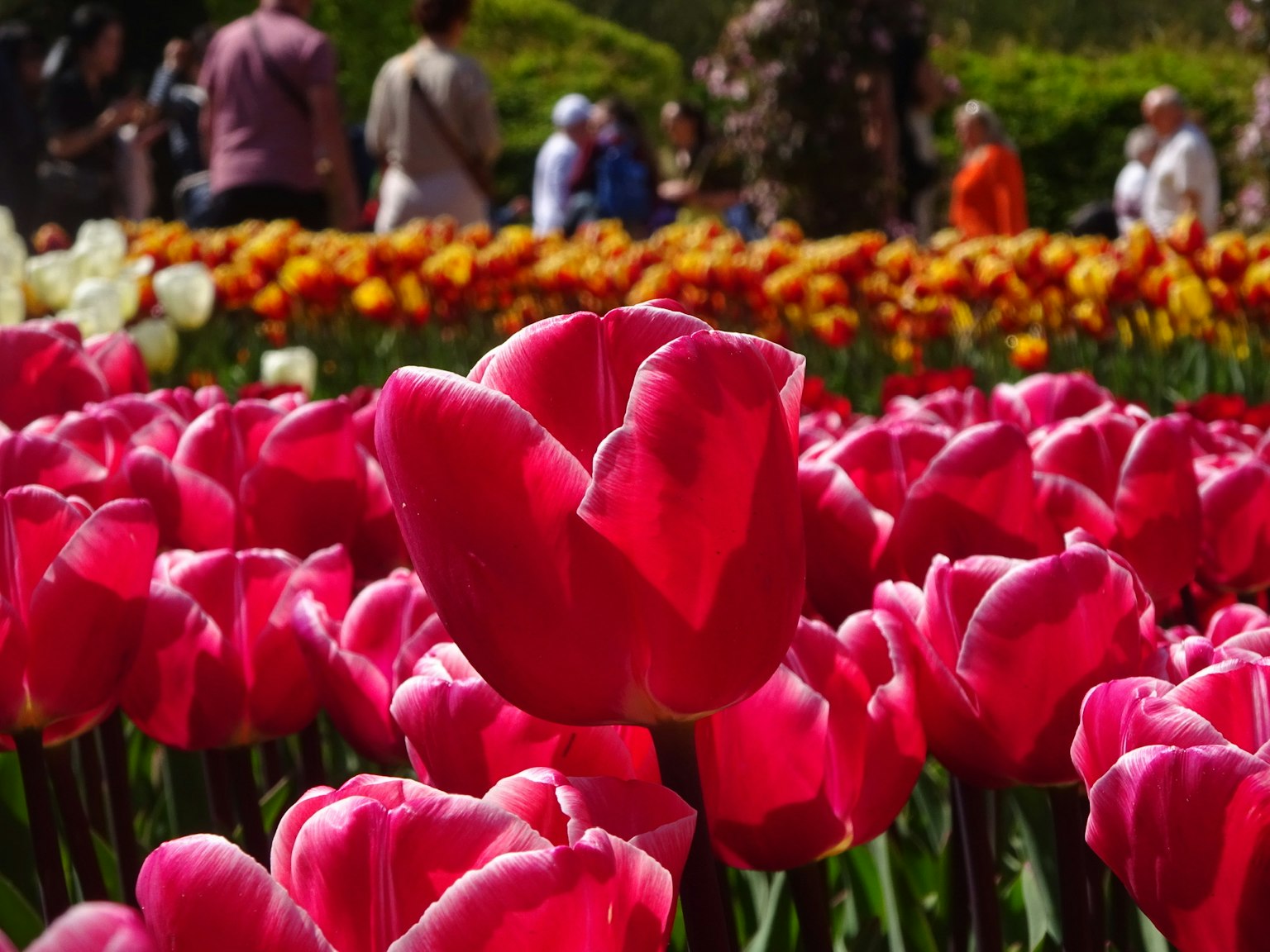 Tulipanes rojos vibrantes floreciendo en un jardín con visitantes al fondo