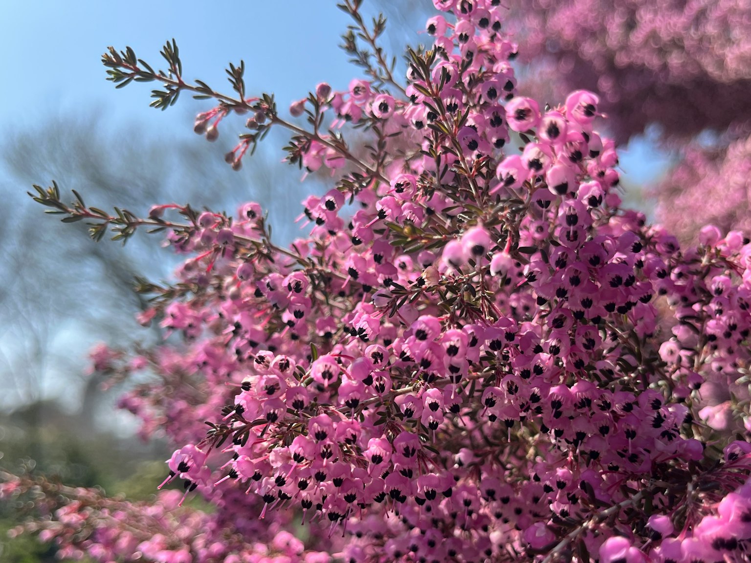 Primo piano di fiori rosa vivaci sotto un cielo azzurro