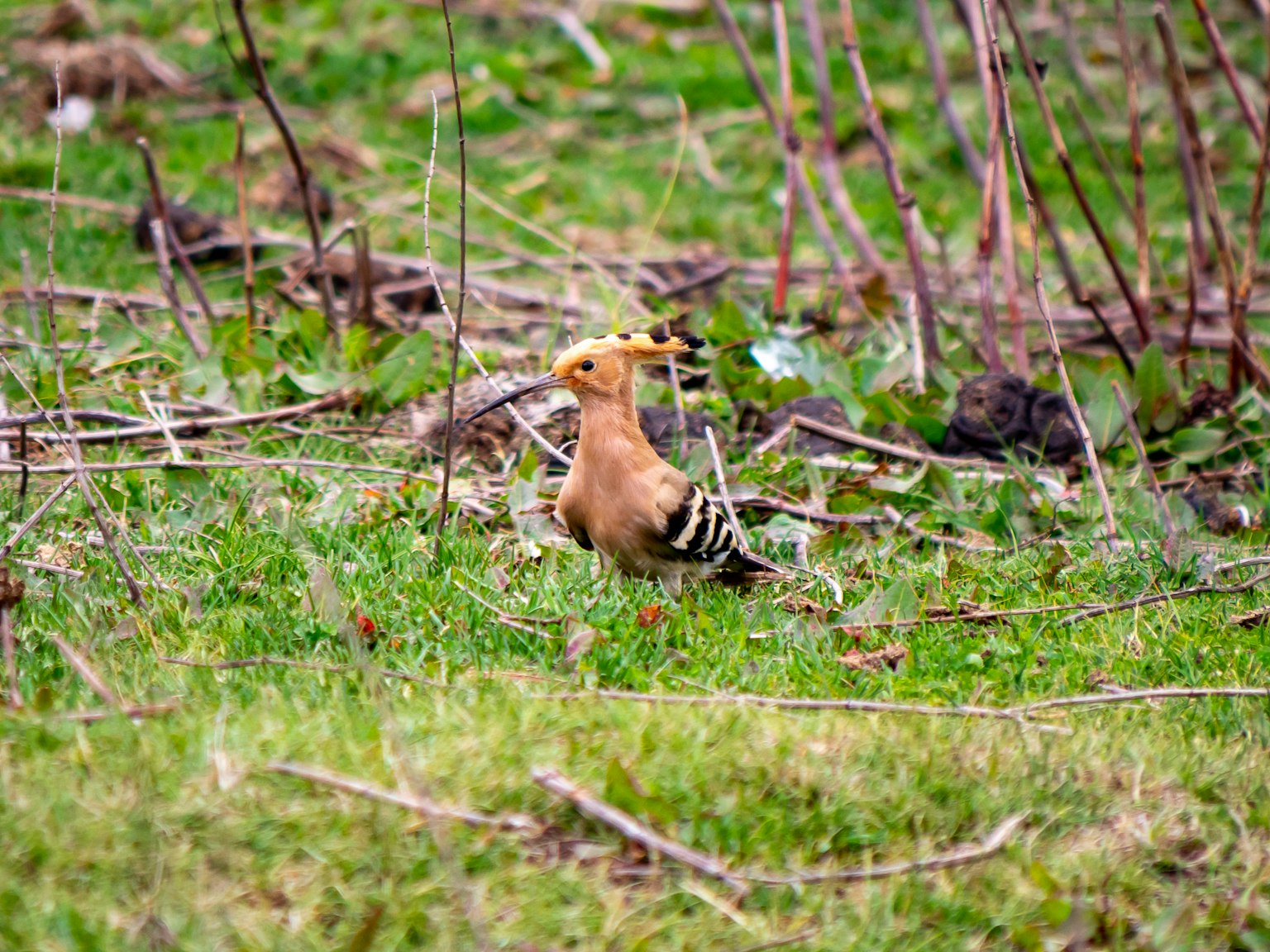 Một con chim hoopoe đứng trên cỏ xanh