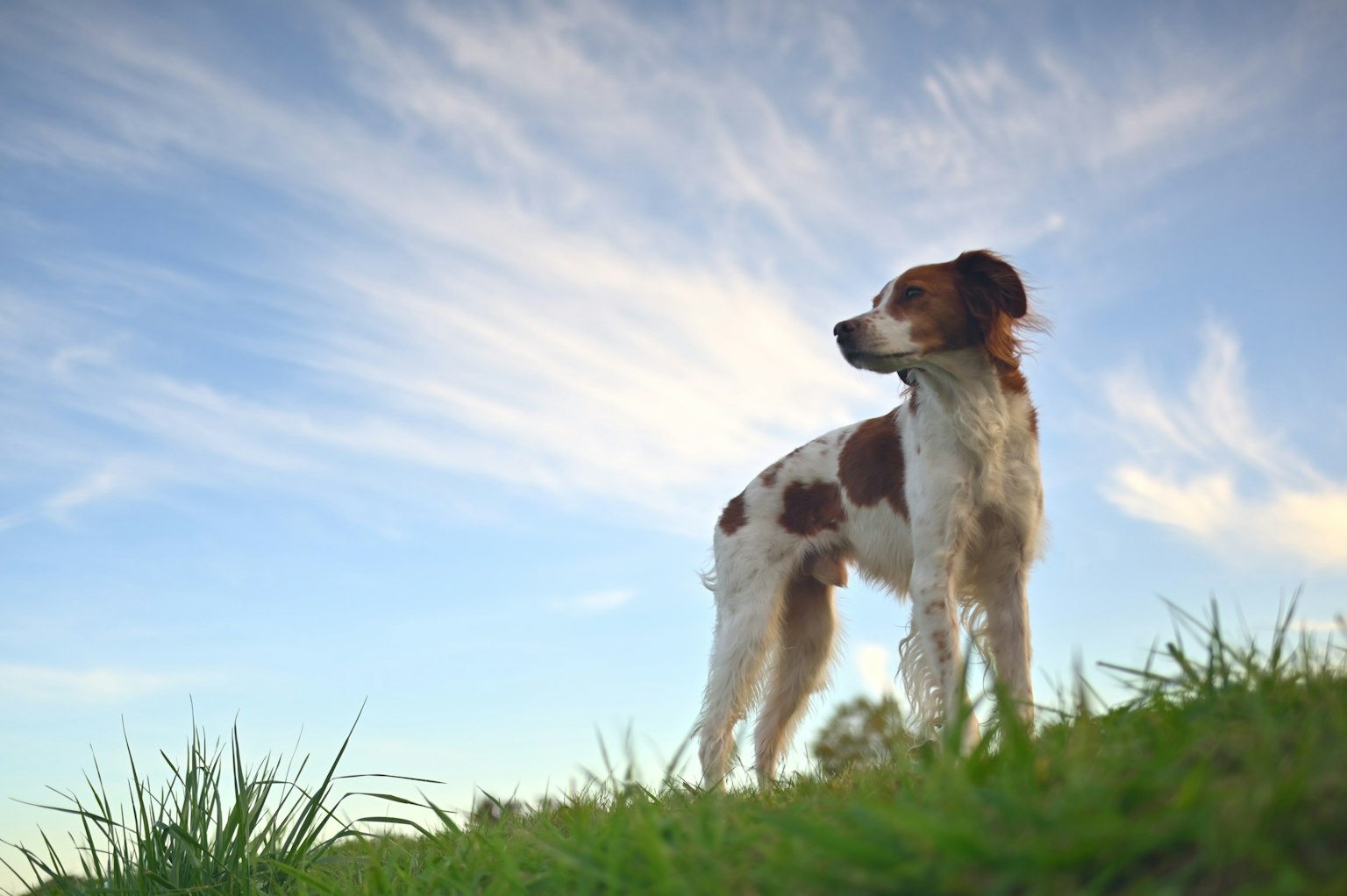 Cane marrone e bianco in piedi su una collina erbosa con cielo blu e nuvole sullo sfondo
