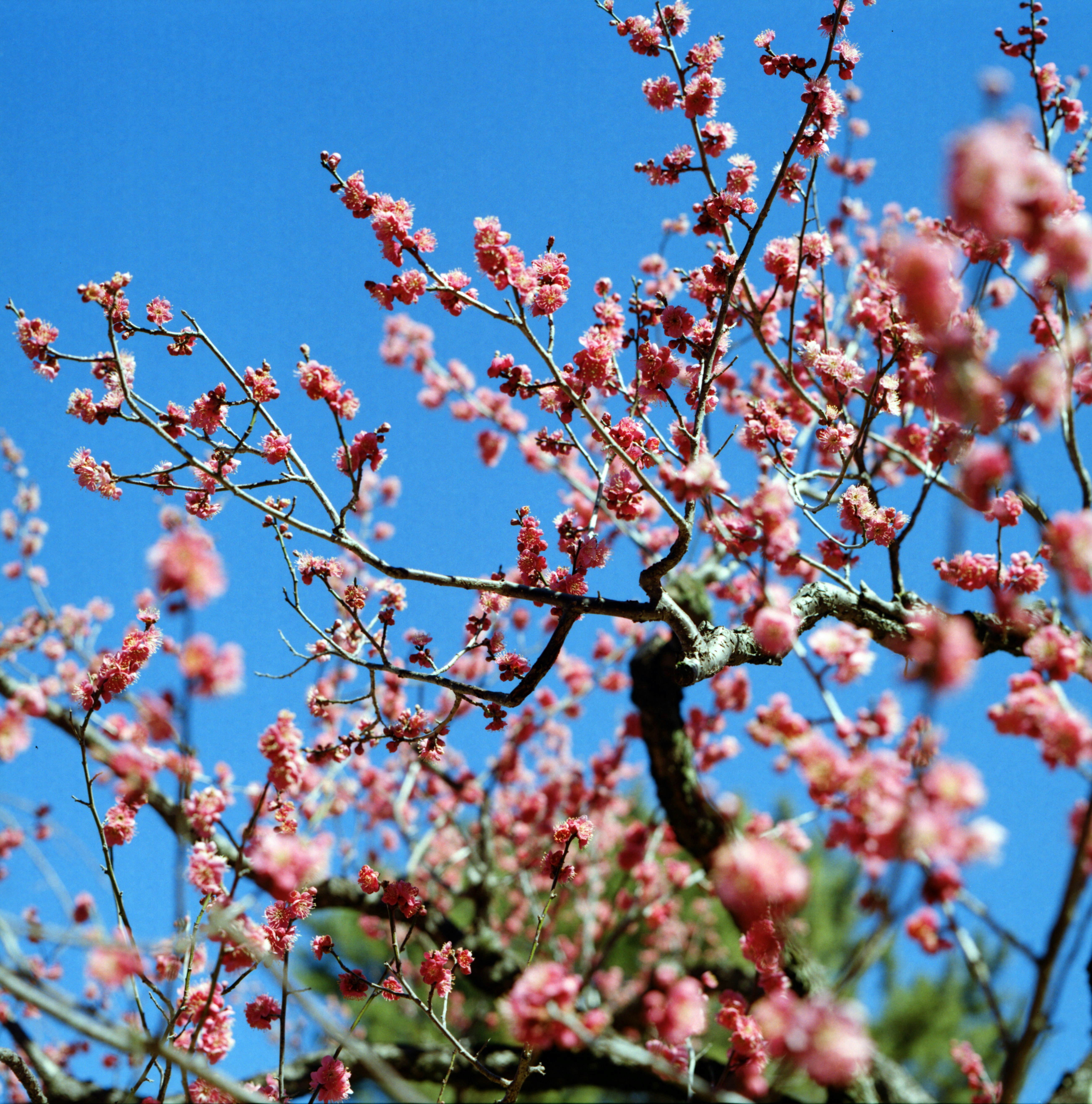 青空に咲く桃の花の枝