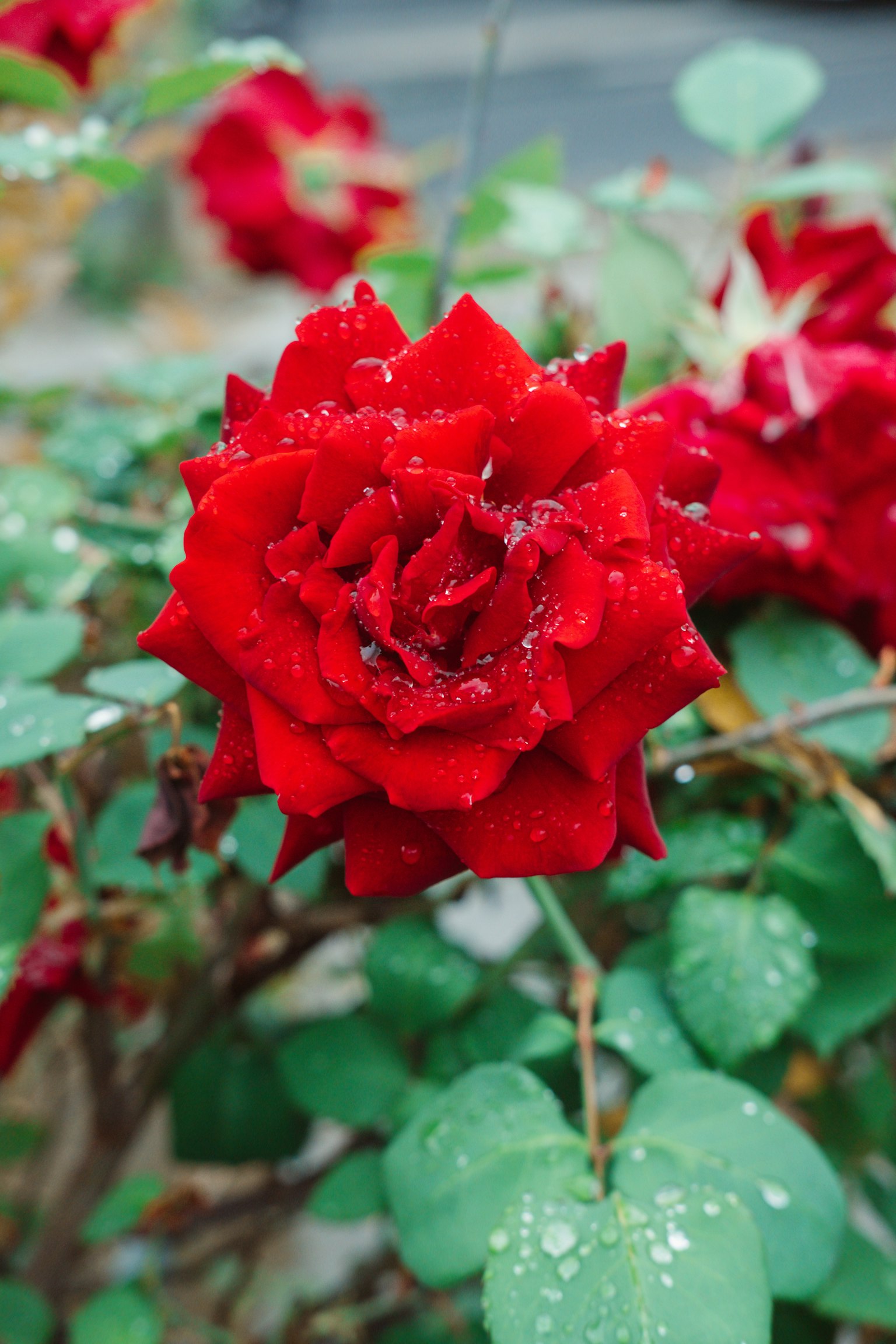A vibrant red rose covered in droplets surrounded by green leaves