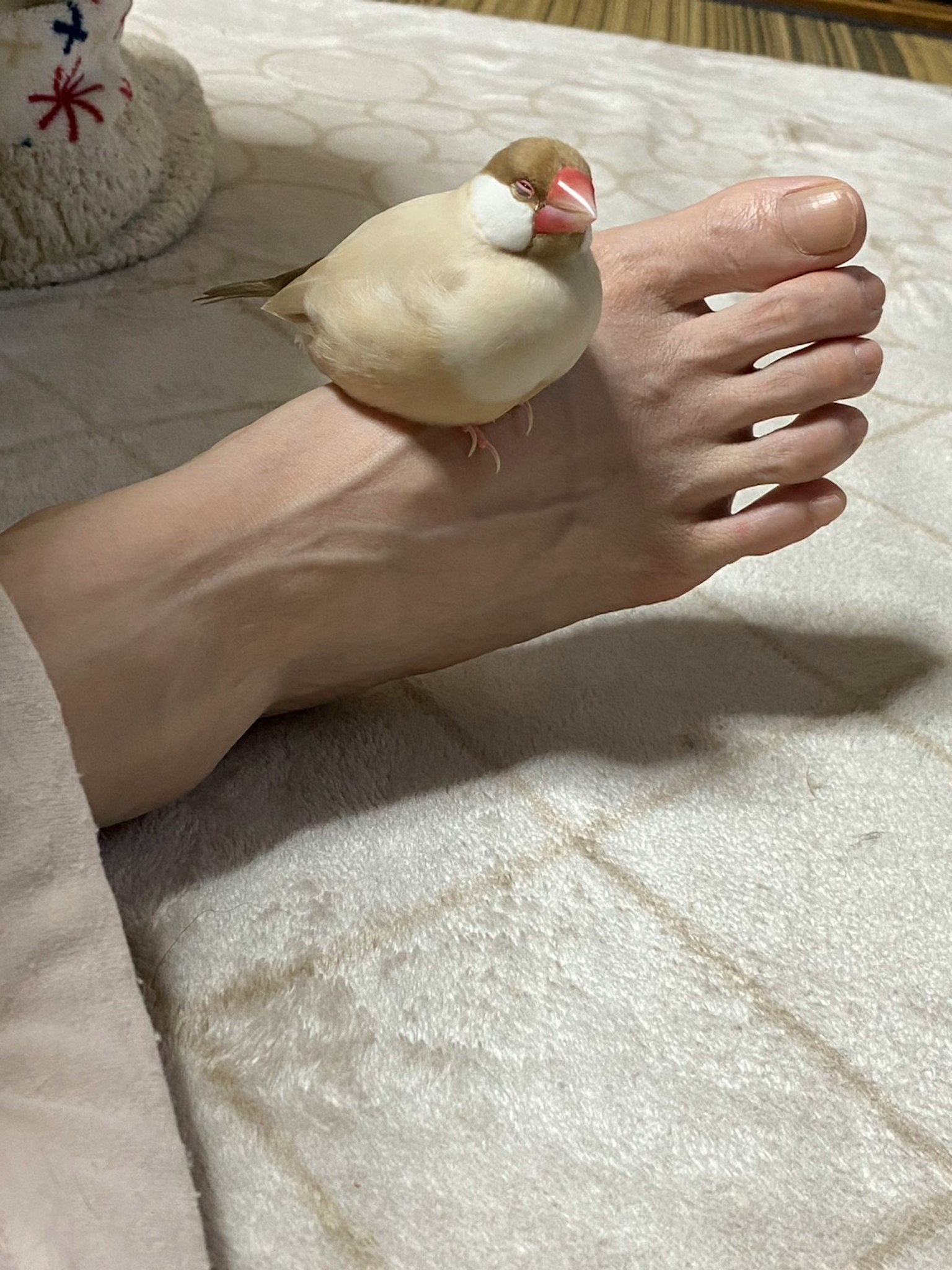 Ein kleiner Vogel sitzt auf dem baren Fuß einer Person
