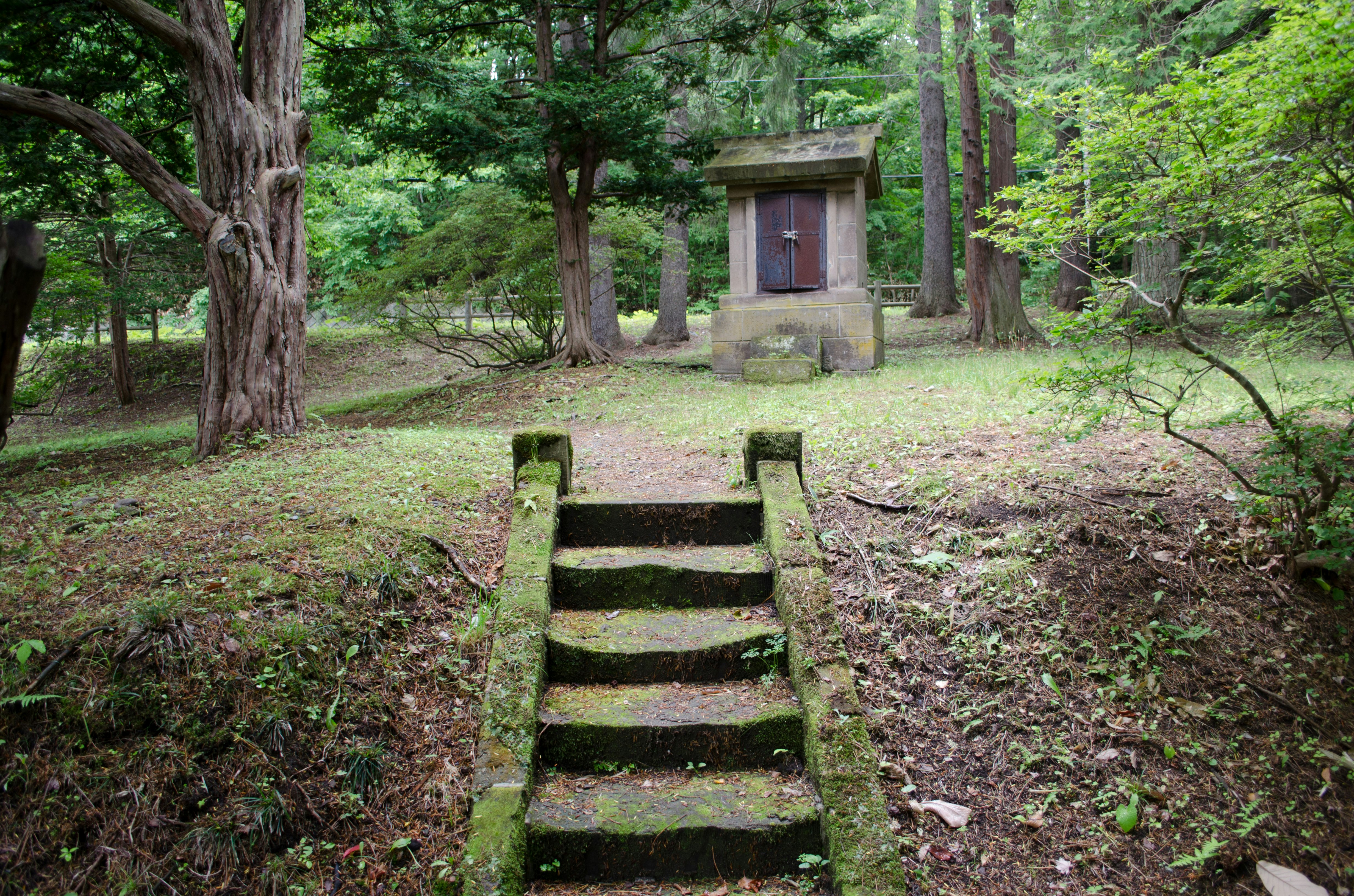 moosbewachsene Steinstufen auf einem Waldweg