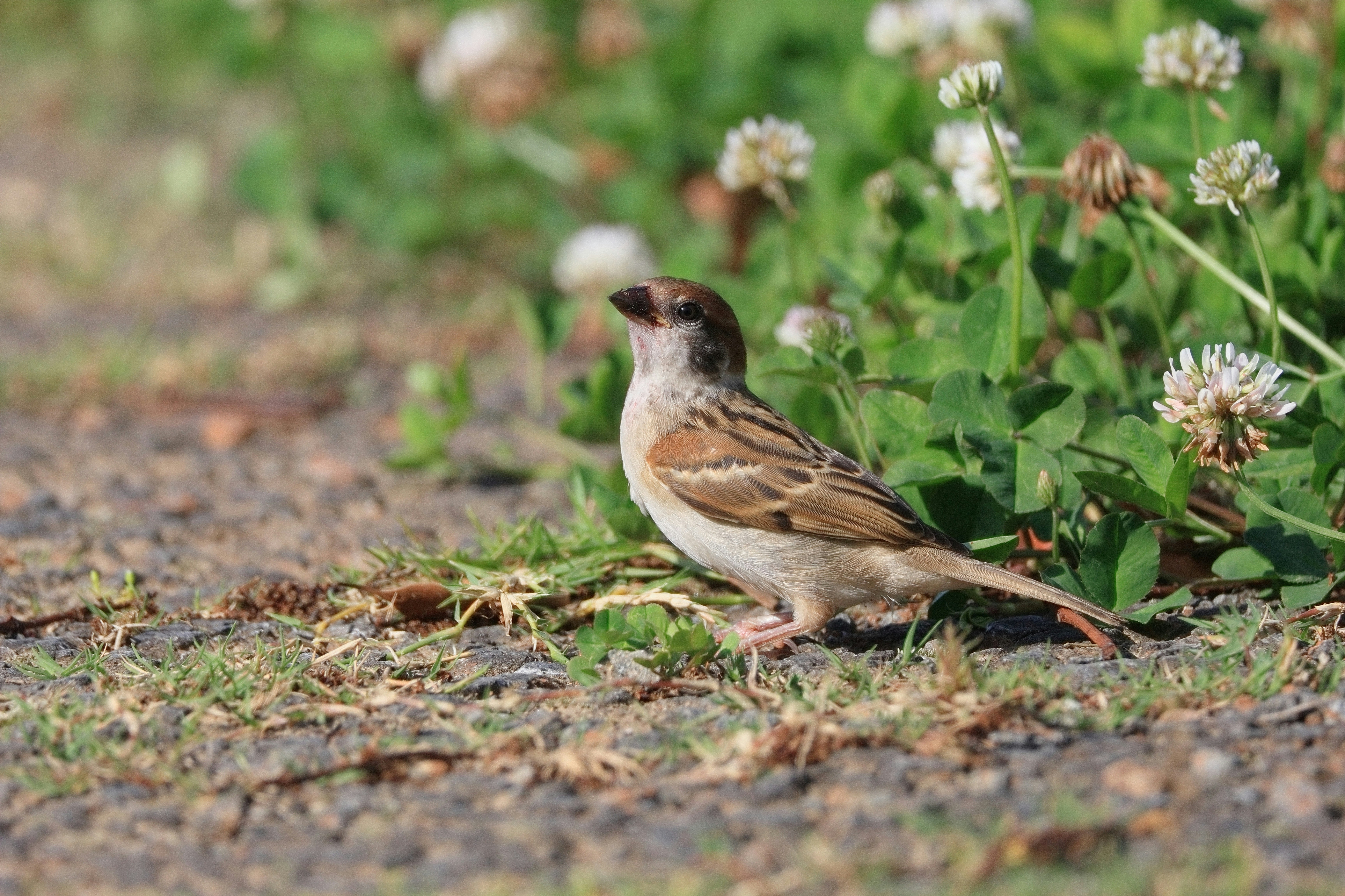 moineau sur l’herbe