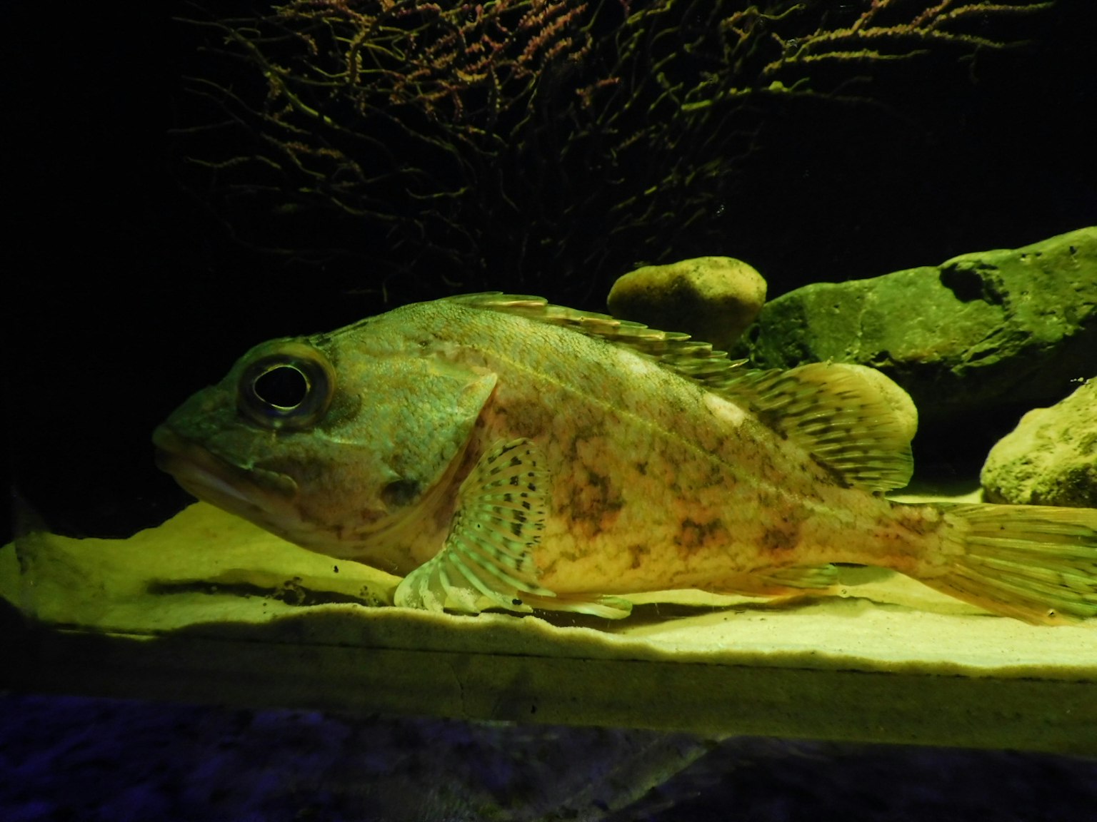 Vue latérale d'un poisson reposant au fond de l'aquarium avec une coloration brun-vert