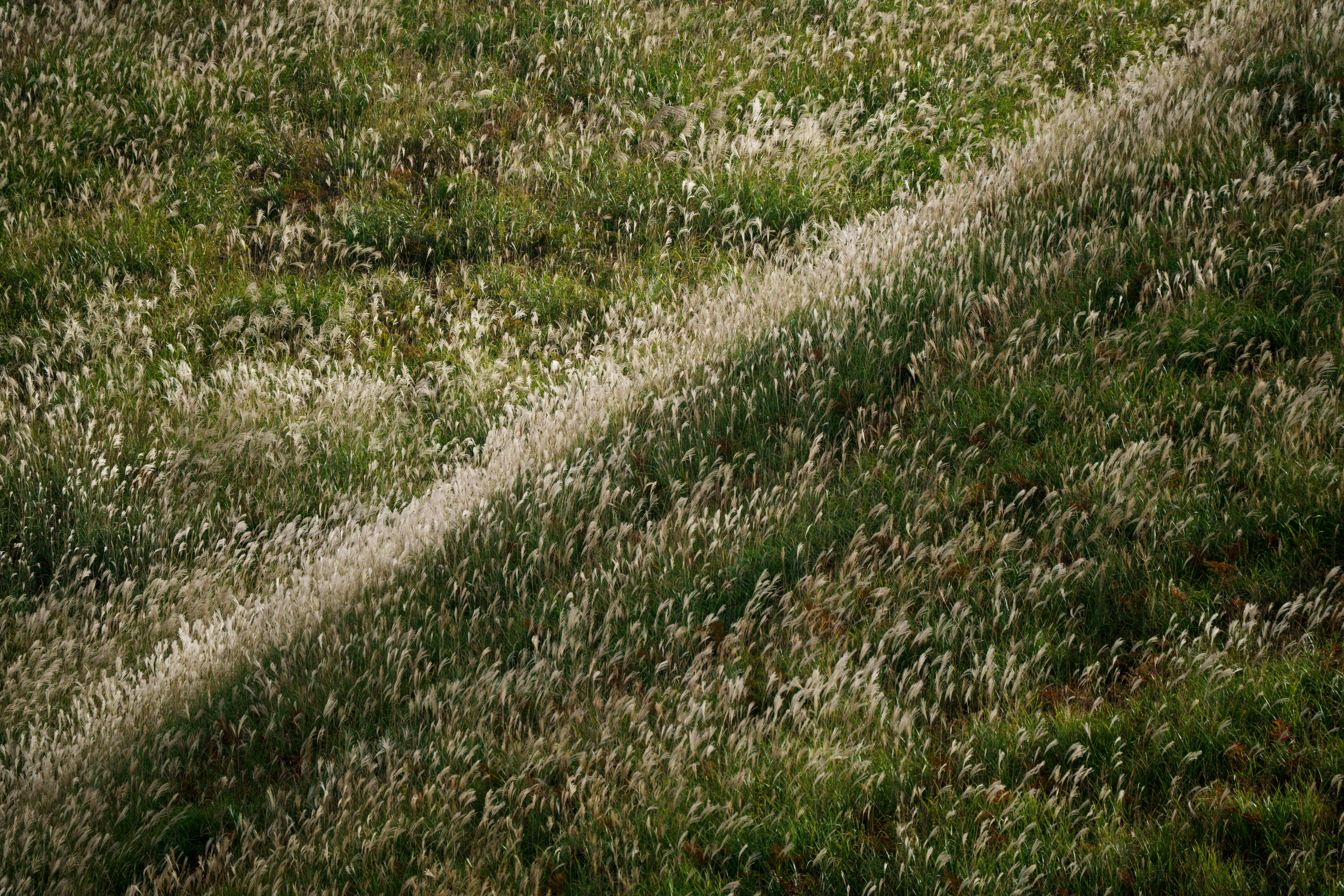 grass and wildflowers covering a hillside path