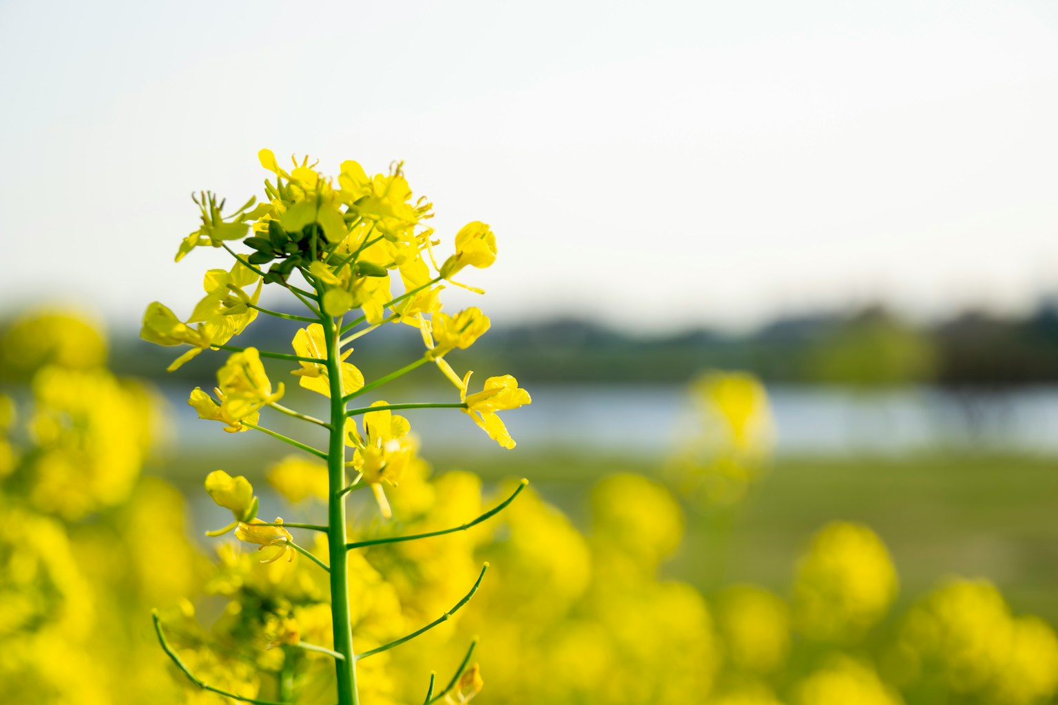 Kedekatan bunga rapeseed kuning cerah dengan latar belakang kabur dari ladang dan danau