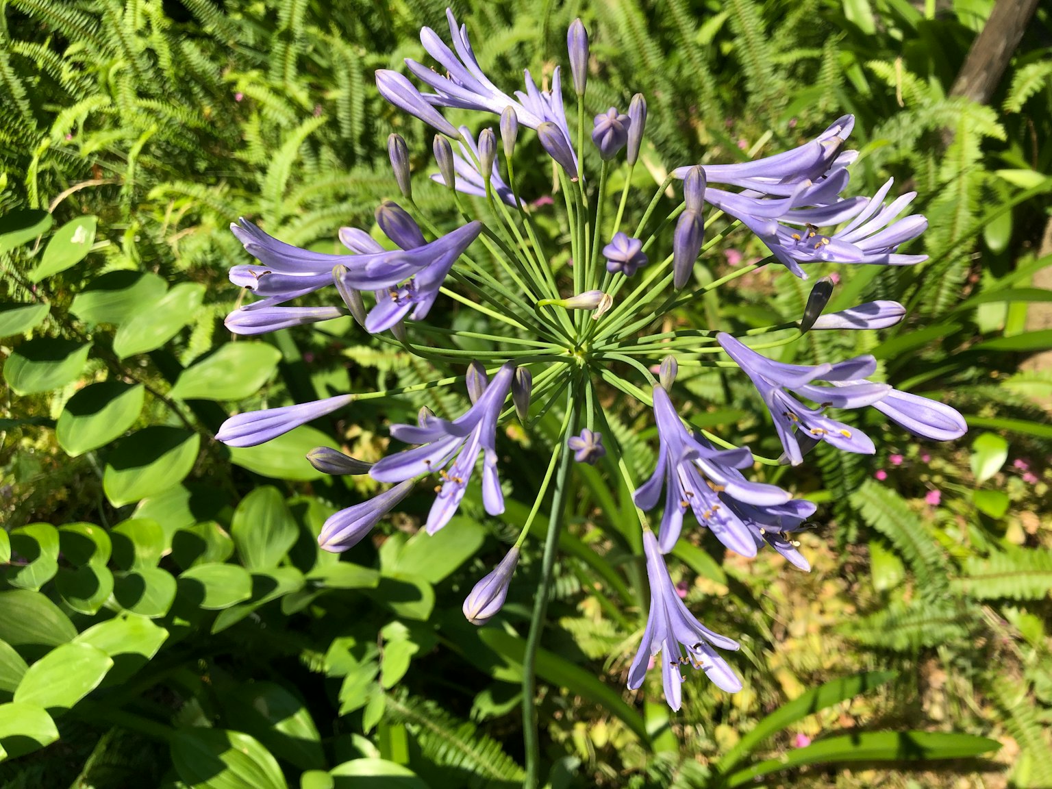 Primer plano de una flor morada rodeada de follaje verde