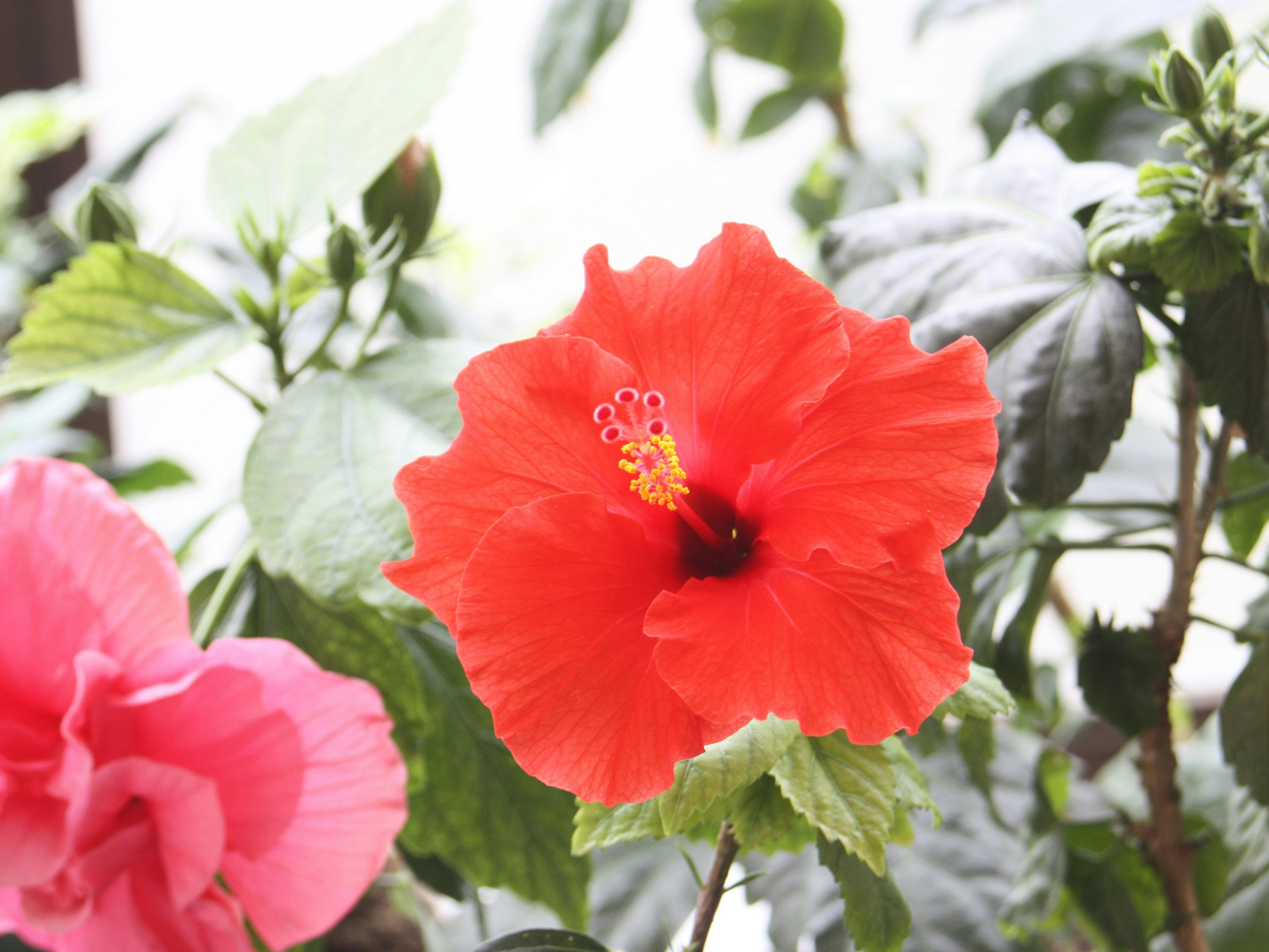 赤いハイビスカスの花と葉のクローズアップ