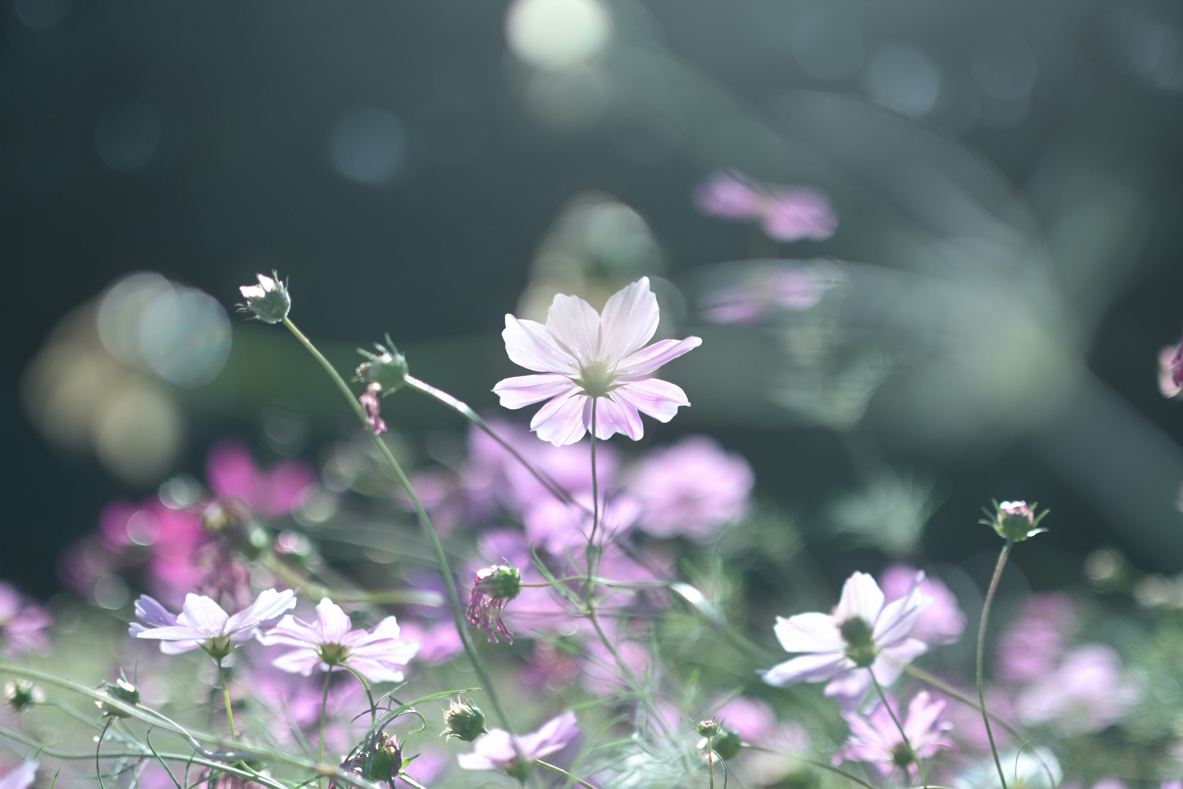 草むらに咲く淡いピンクの花のクローズアップ