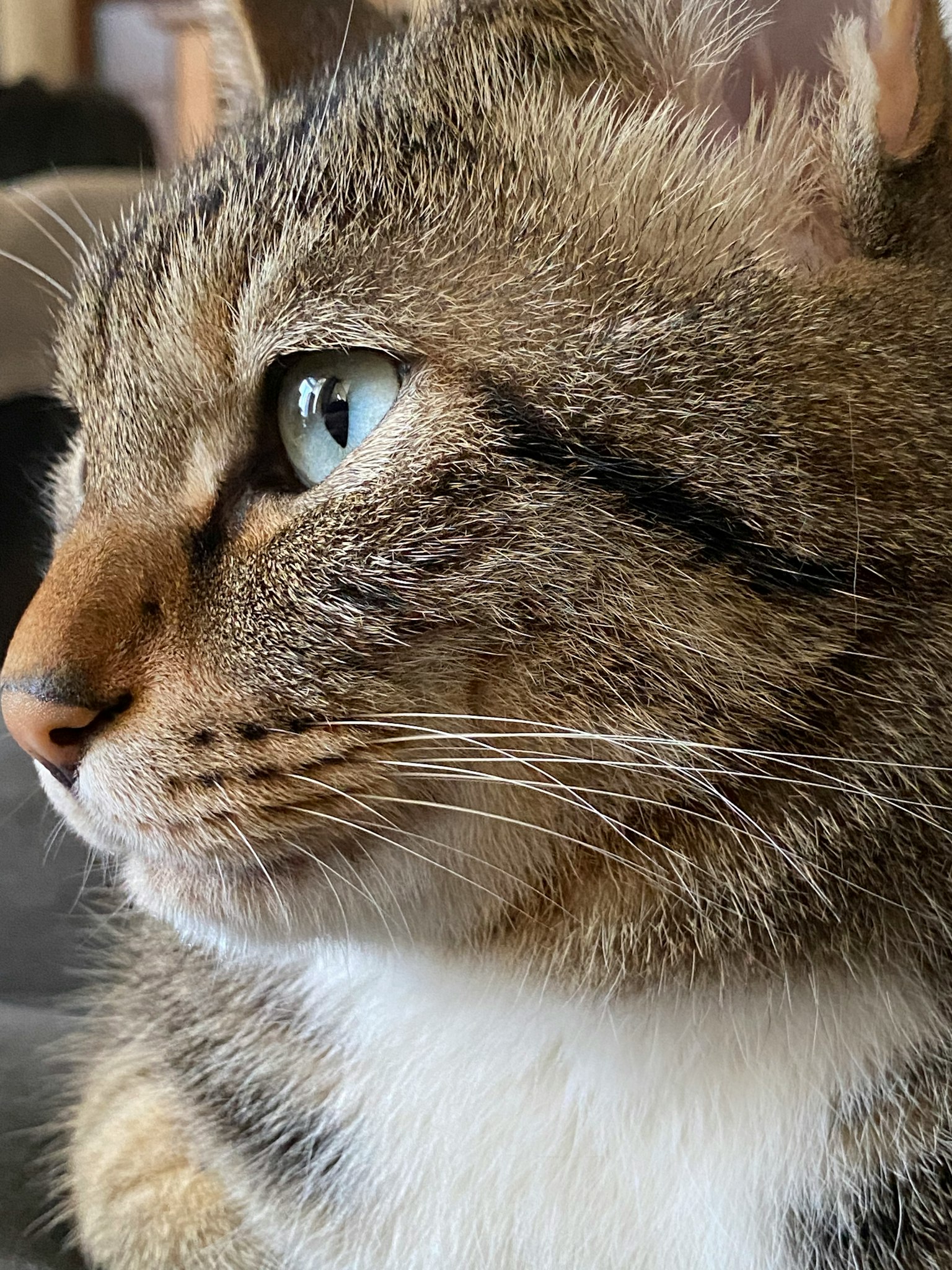 Perfil cercano de un gato atigrado con rasgos llamativos