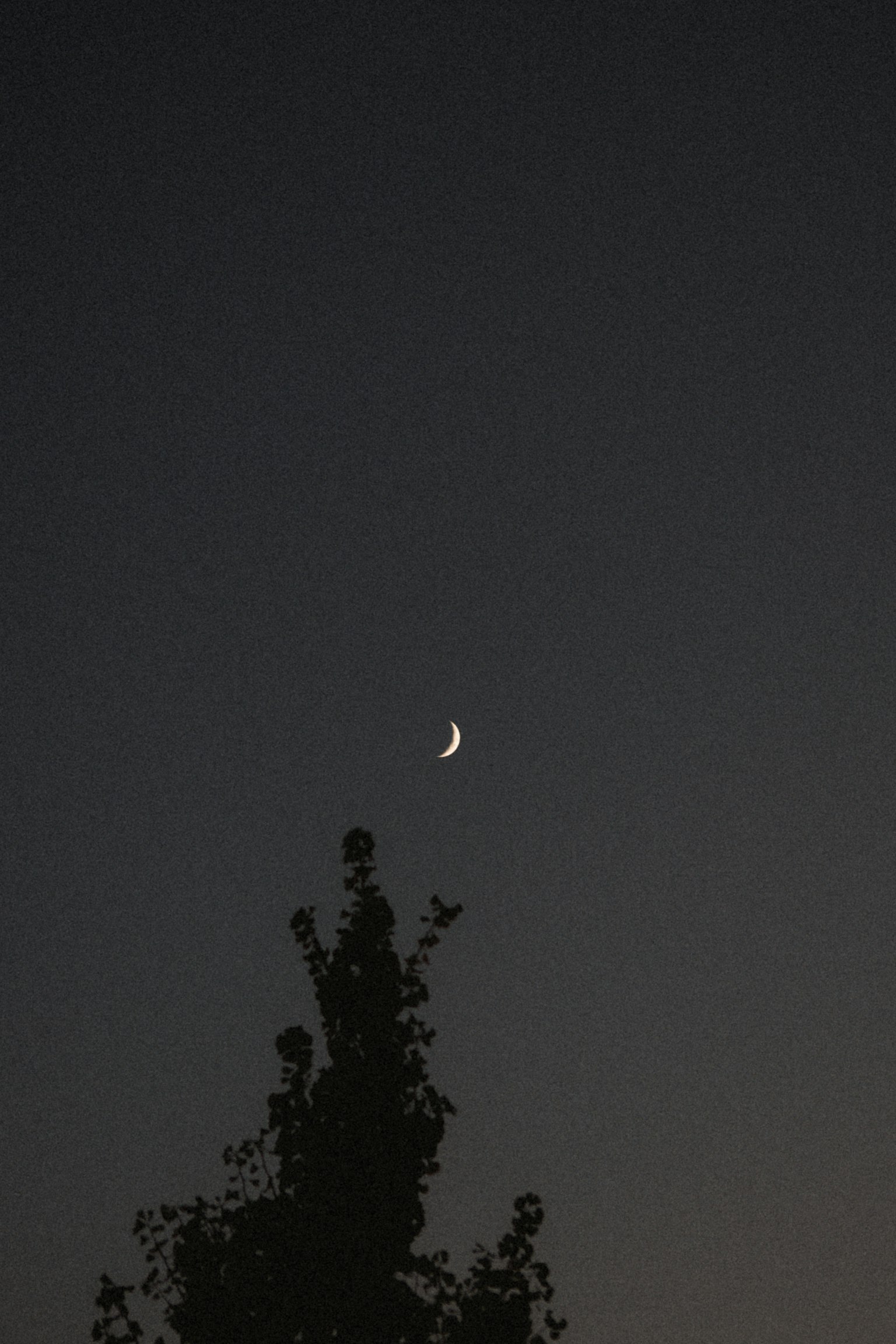 夜空中細長的彎月和剪影的樹