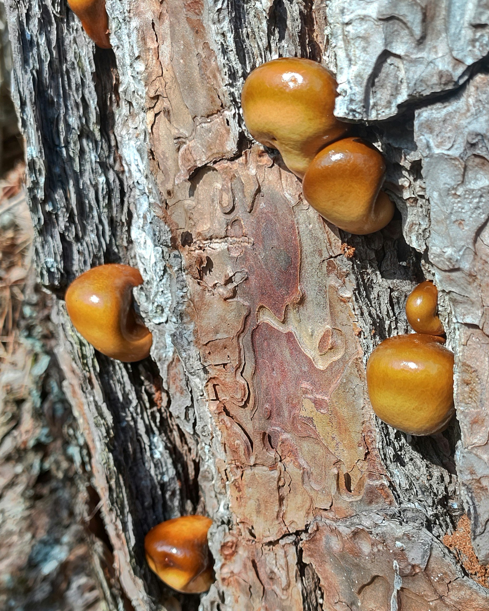 champignons orange poussant sur l’écorce d’un arbre