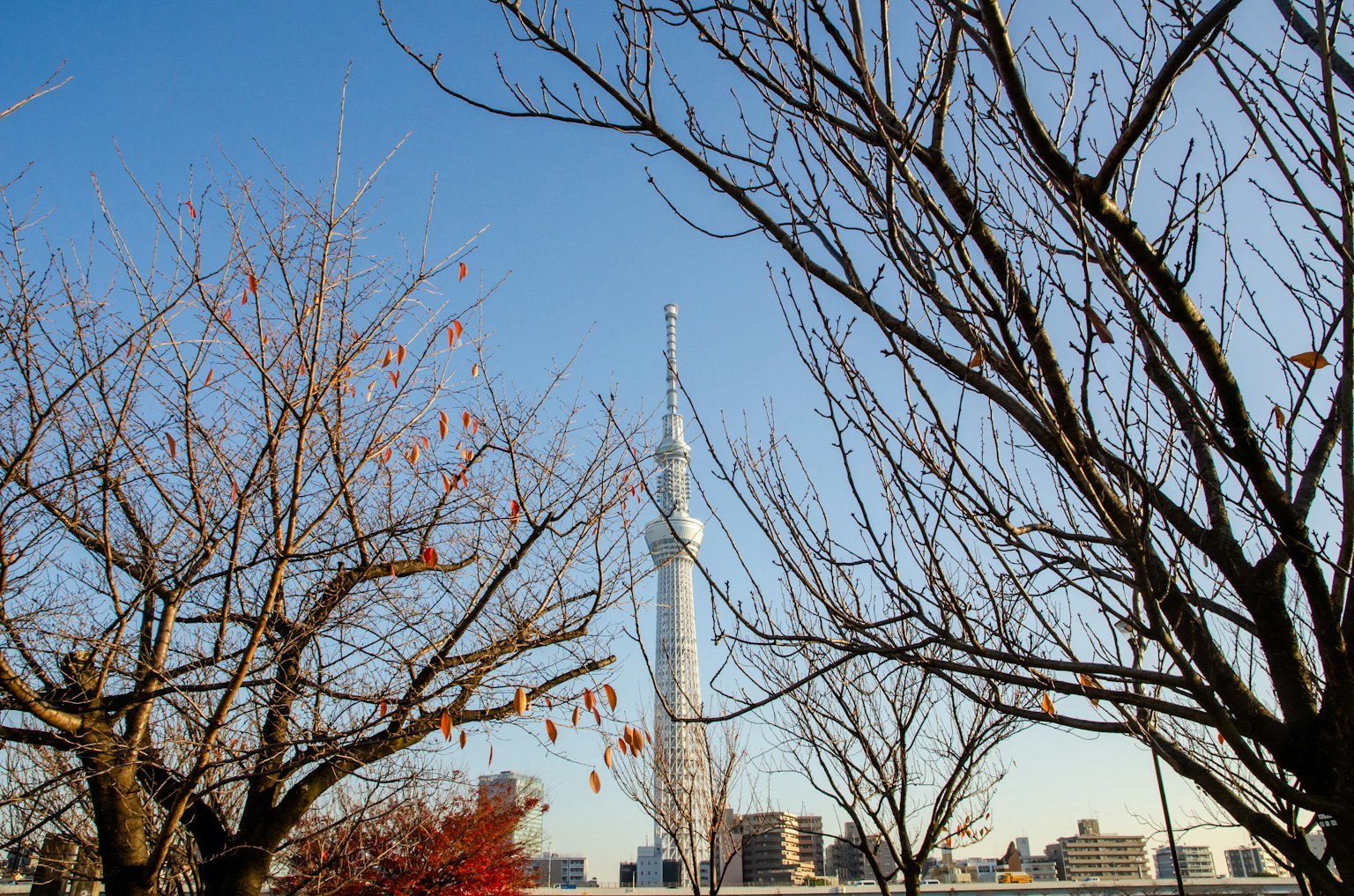 Tokyo Skytree im Rahmen von Herbstbäumen