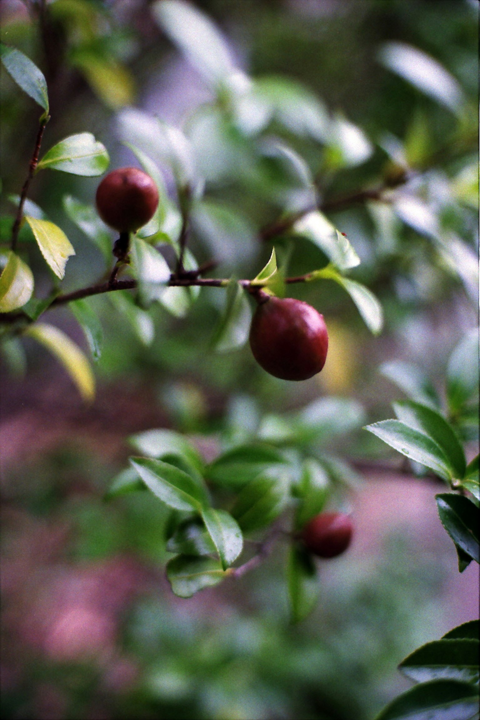 Sebuah cabang dengan buah merah-ungu dikelilingi daun hijau