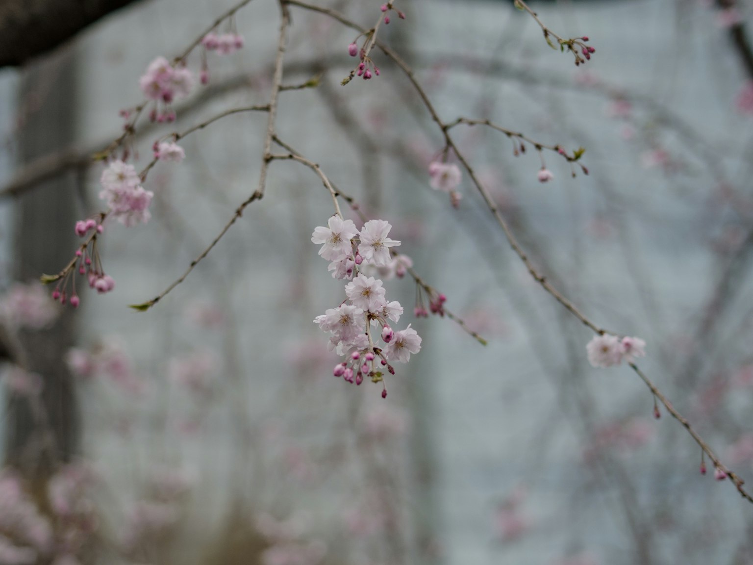 Fleurs de cerisier roses délicates sur une branche d'arbre