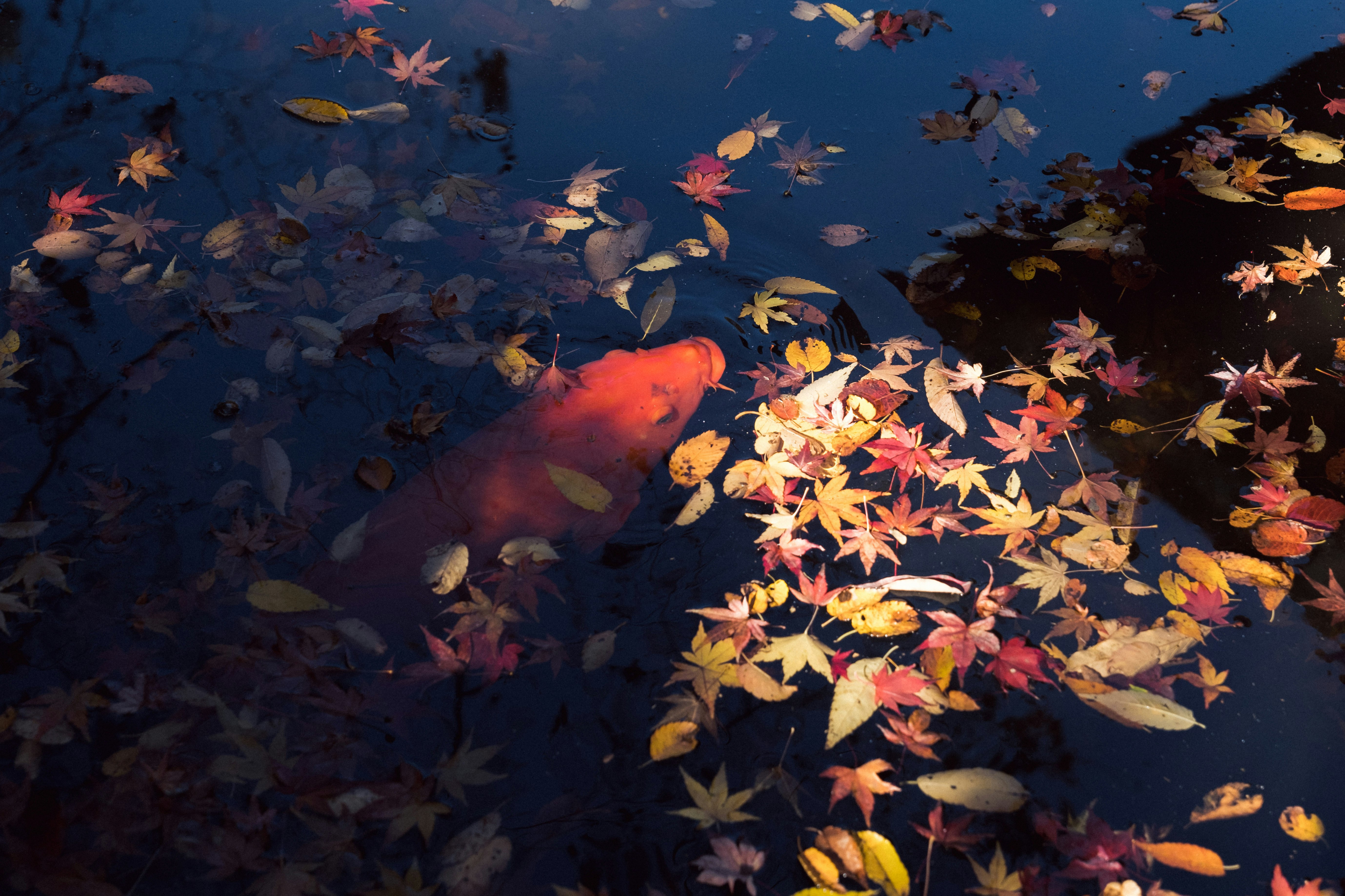 水面に舞う紅葉と落ち葉の秋の情景
