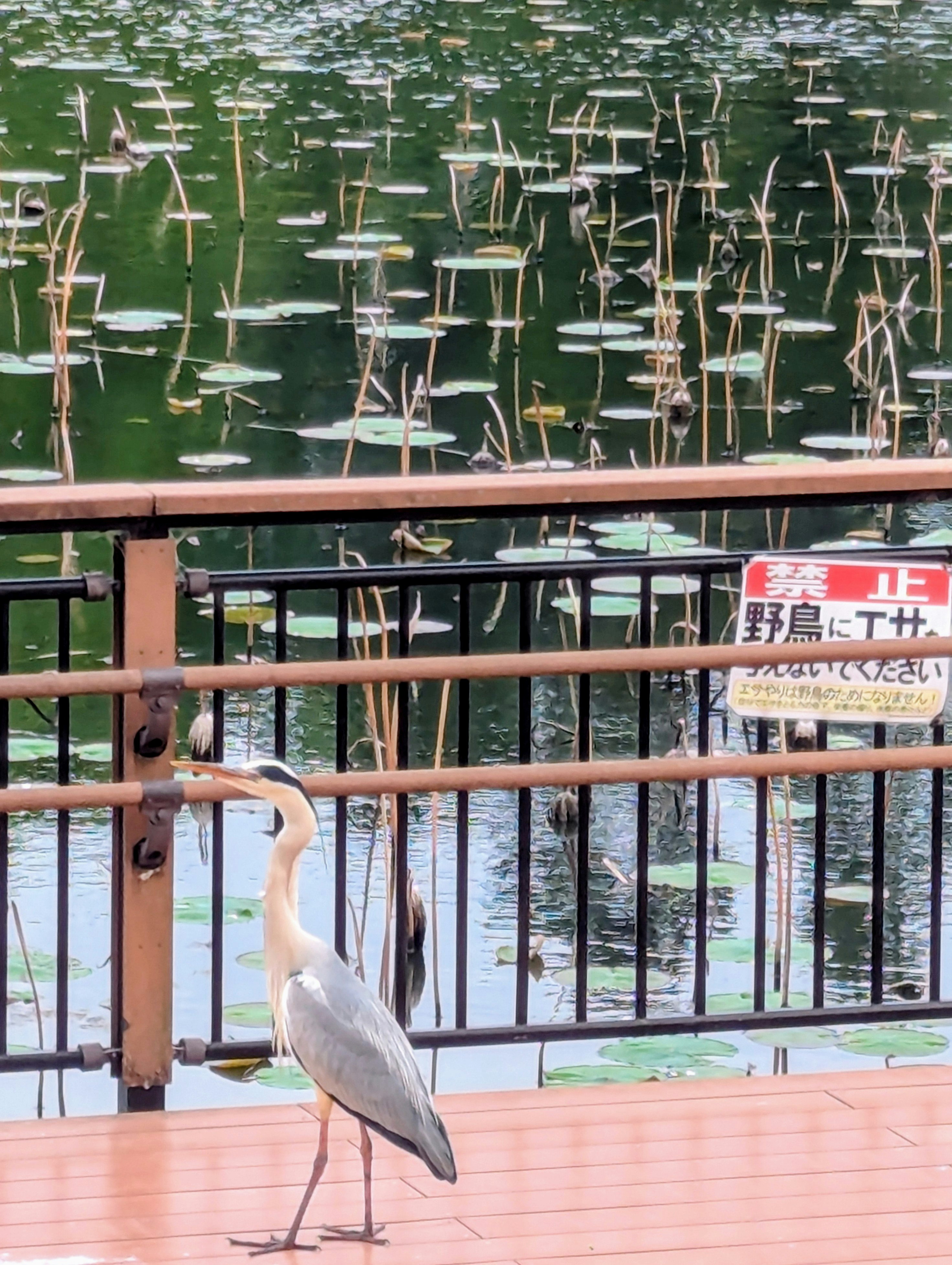 桟橋の手すりにとまる白い鳥と池の筏