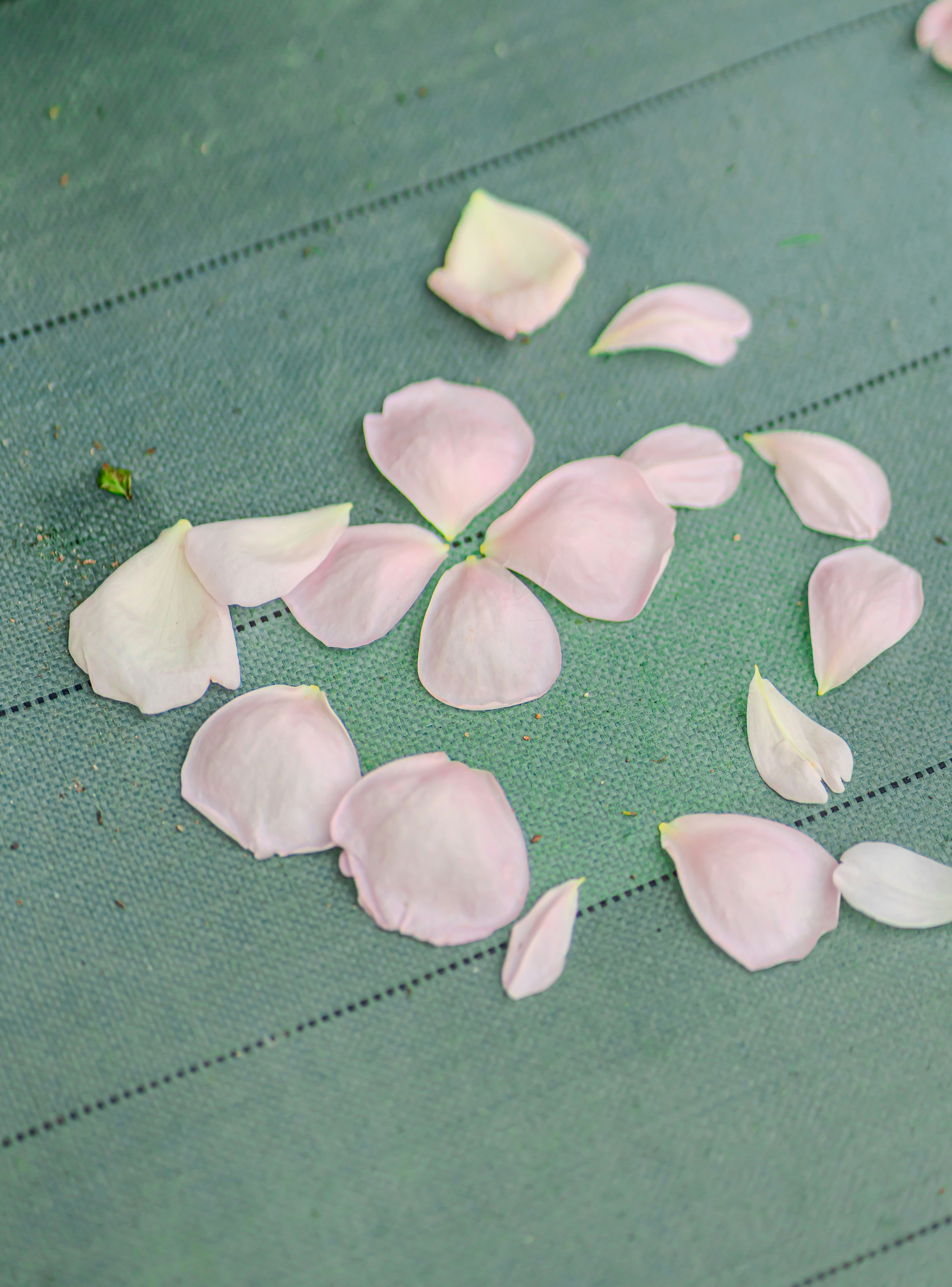 青い布の上に散らばるピンクの花びら