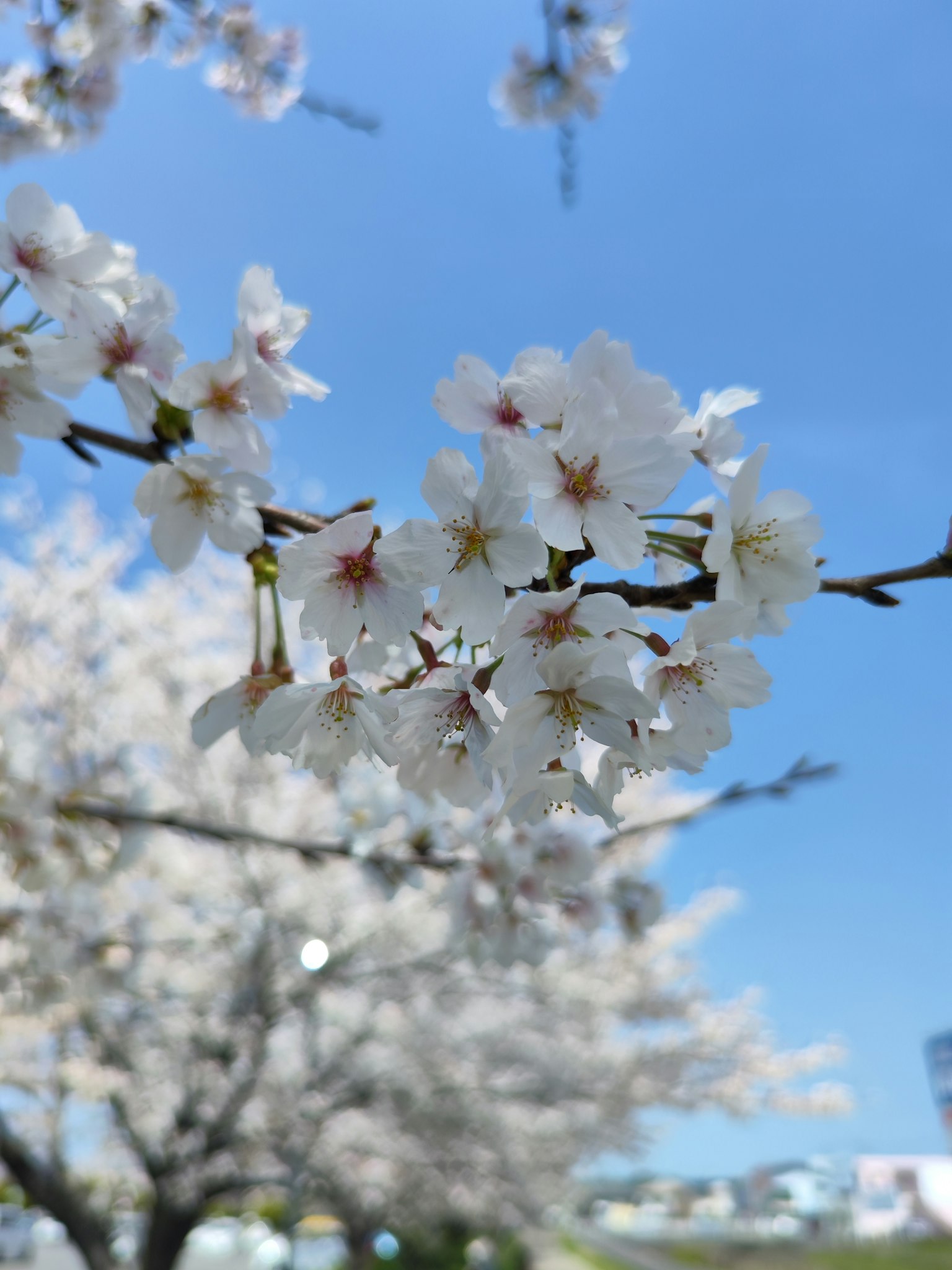 Cerezos en plena floración contra un cielo azul claro